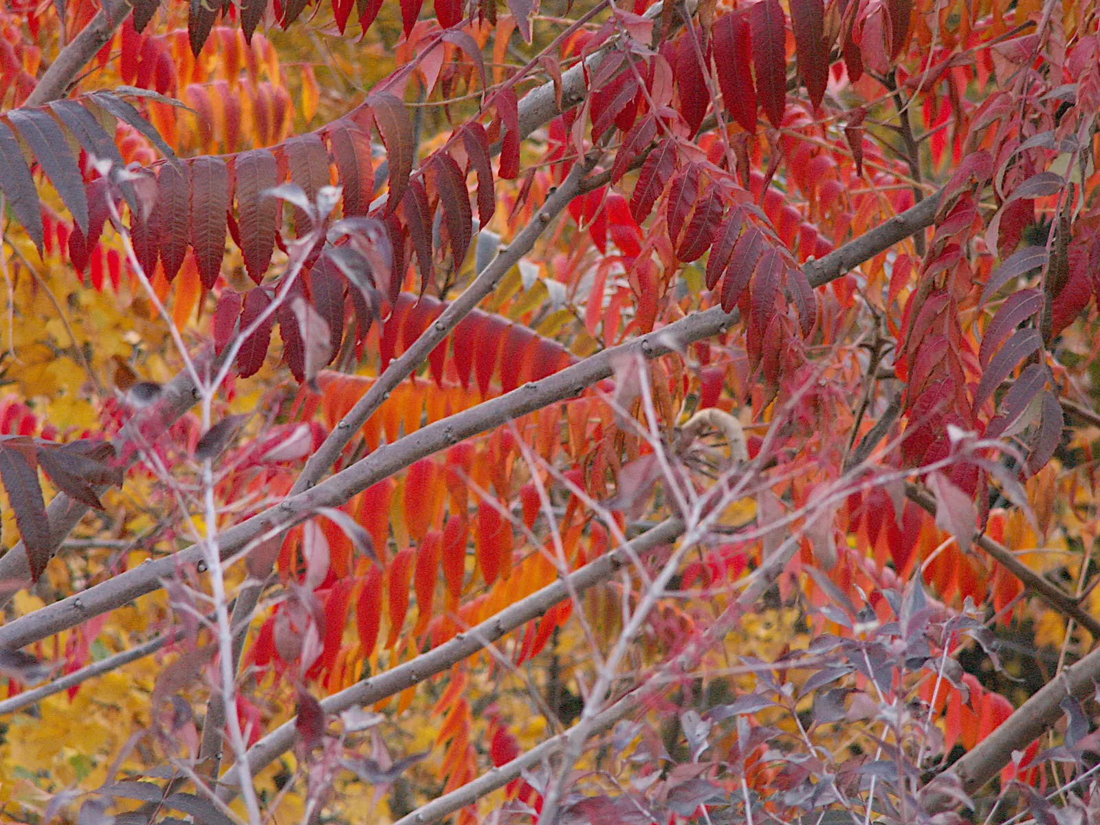 Staghorn Sumac (Rhus Typhina) — its pinnately compound leaves; followed by eye-catching clusters of fuzzy, image 84
