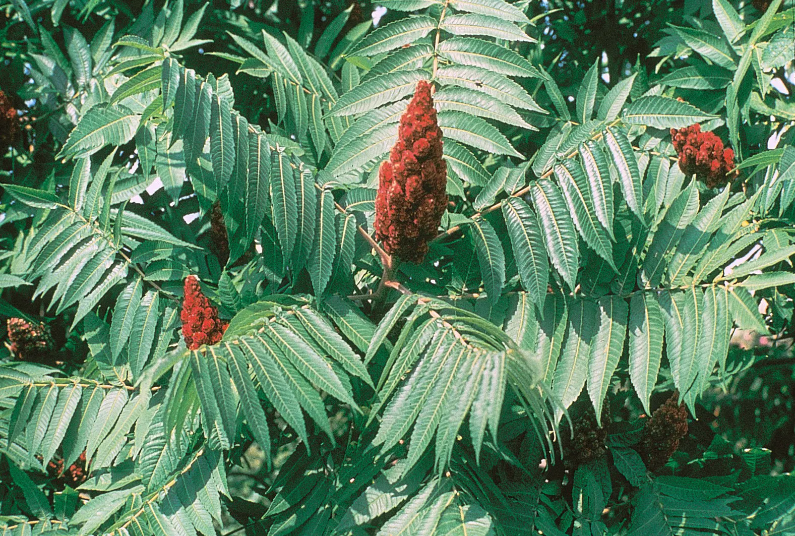 Staghorn Sumac (Rhus Typhina) — which allows it to form thickets if not managed; renowned for its vibrant fall foliage in shades of yellow, image 95