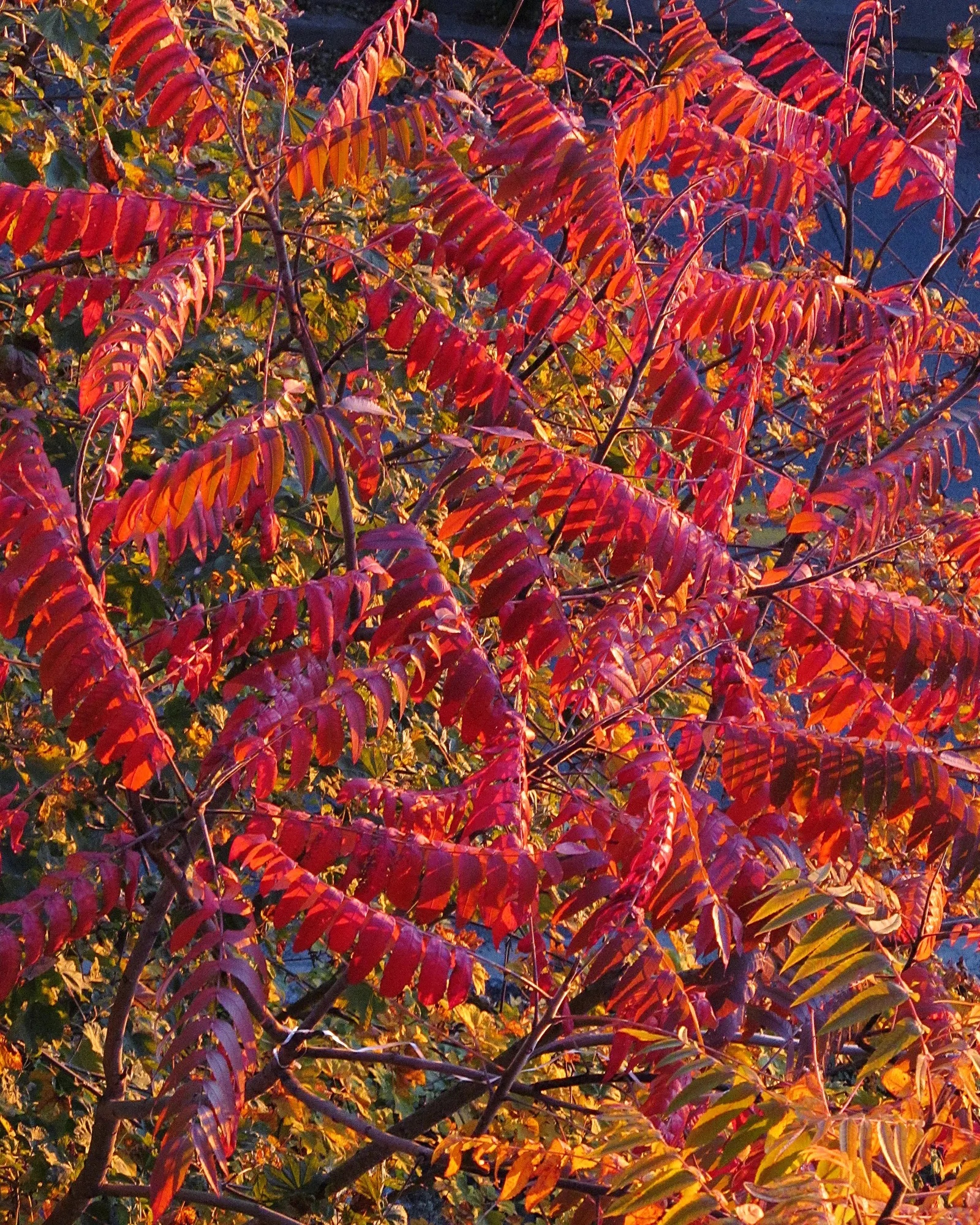 Staghorn Sumac (Rhus Typhina) — the Staghorn Sumac thrives in full sun to partial shade; which allows it to form thickets if not managed