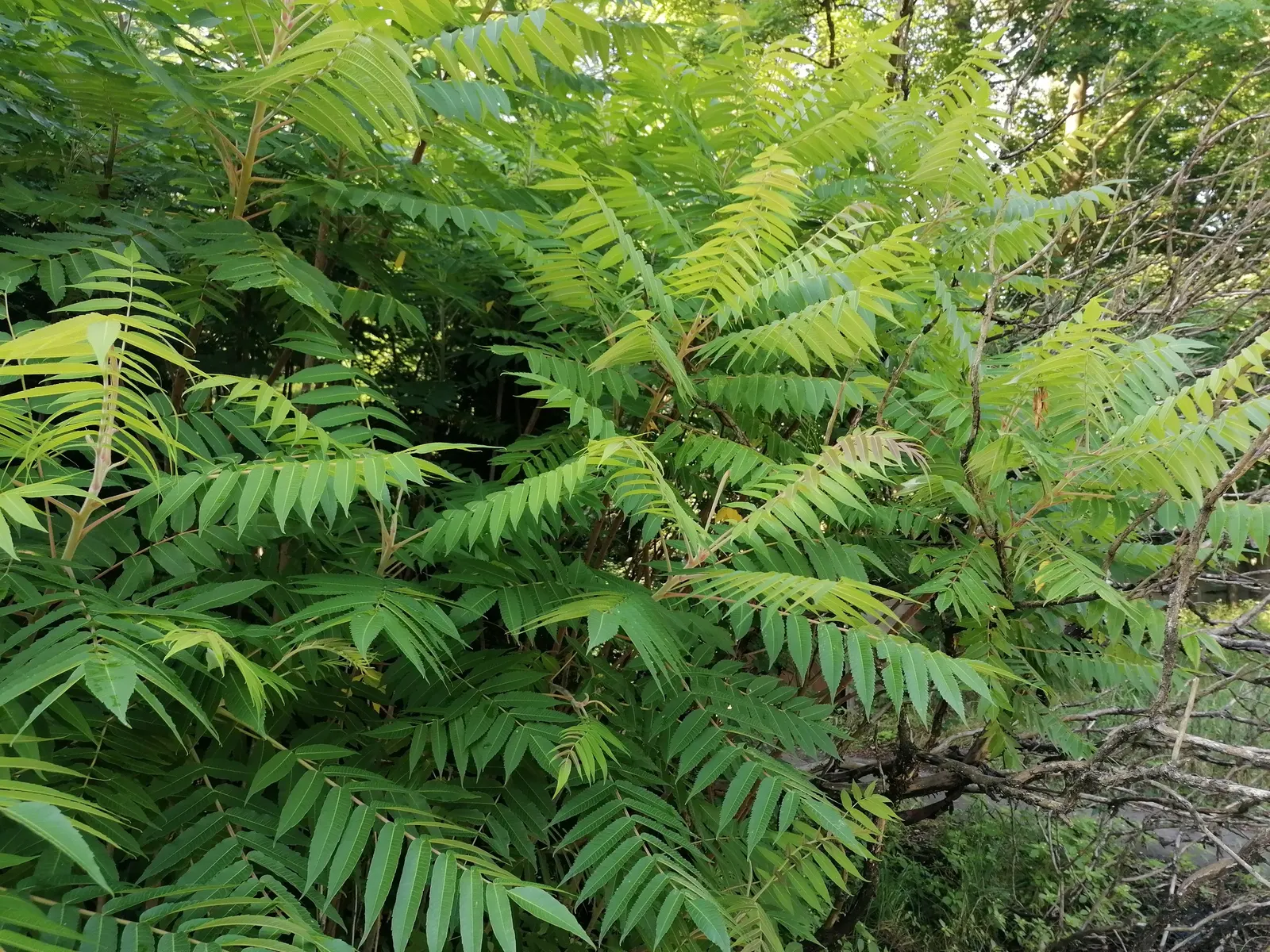 Staghorn Sumac (Rhus Typhina) — With its engaging aesthetics and low-maintenance nature; including dry and poor soils, image 97