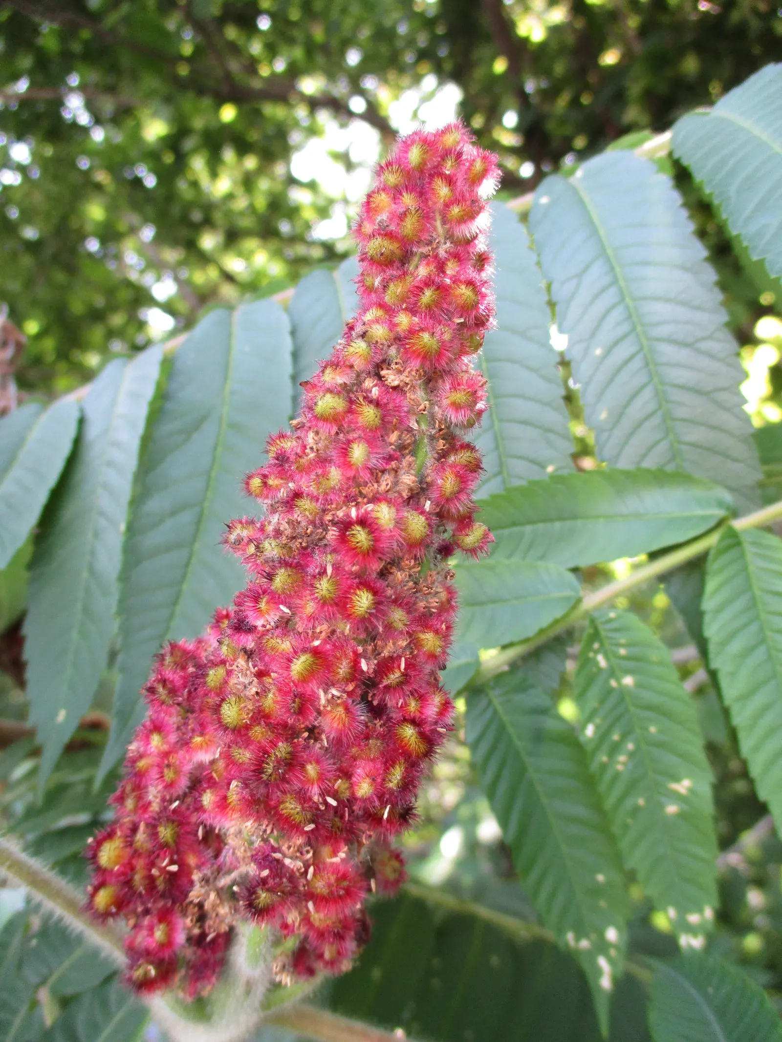 Staghorn Sumac (Rhus Typhina) — which allows it to form thickets if not managed; renowned for its vibrant fall foliage in shades of yellow