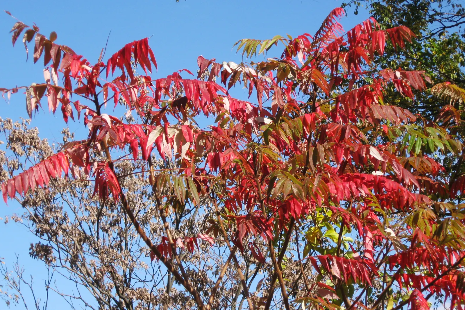 Staghorn Sumac (Rhus Typhina) — red berries that linger into winter; staghorn Sumac (Rhus typhina), image 91