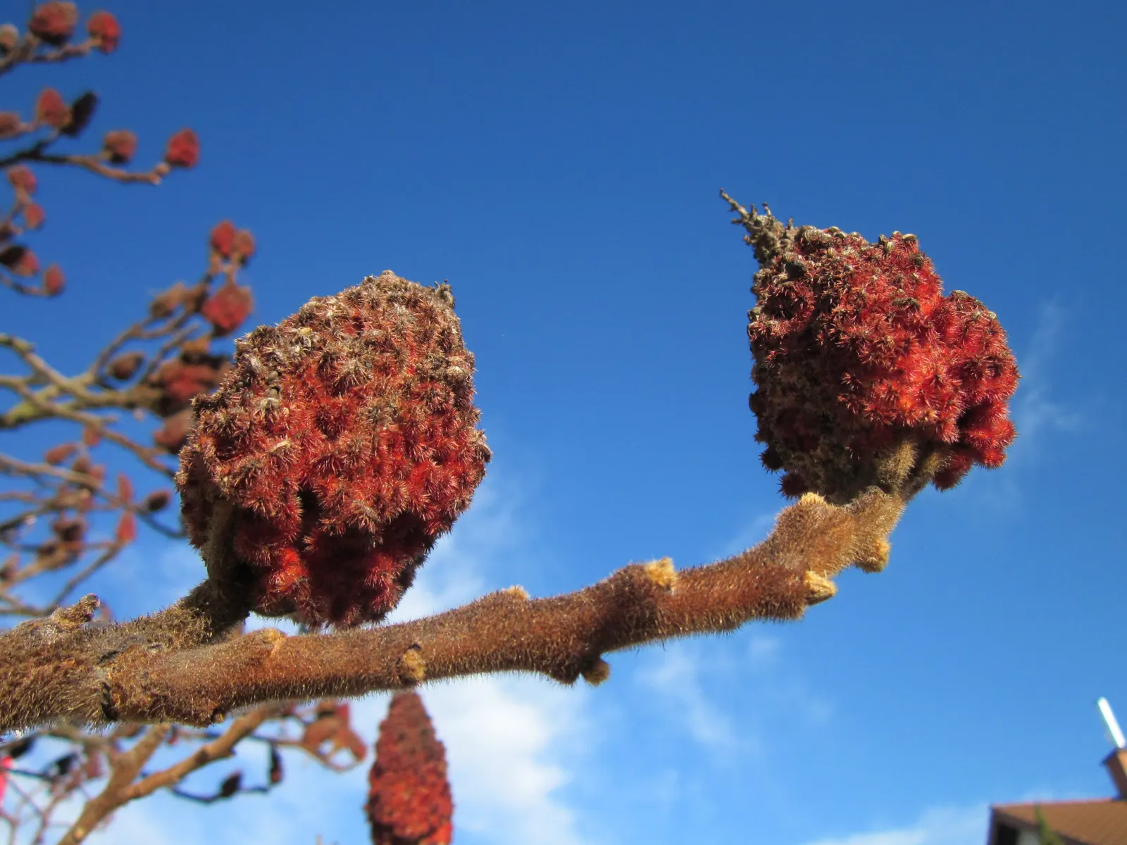 Staghorn Sumac (Rhus Typhina) — adding multi-season interest; the Staghorn Sumac thrives in full sun to partial shade