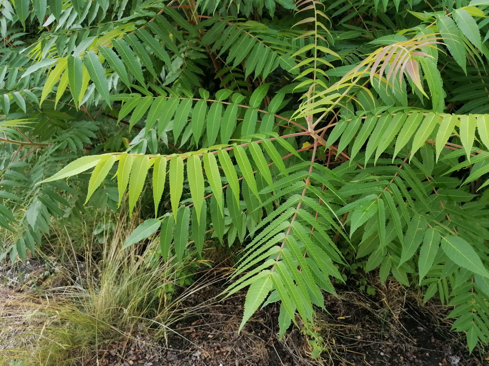 Staghorn Sumac (Rhus Typhina) — which can grow up to 2 feet in length
