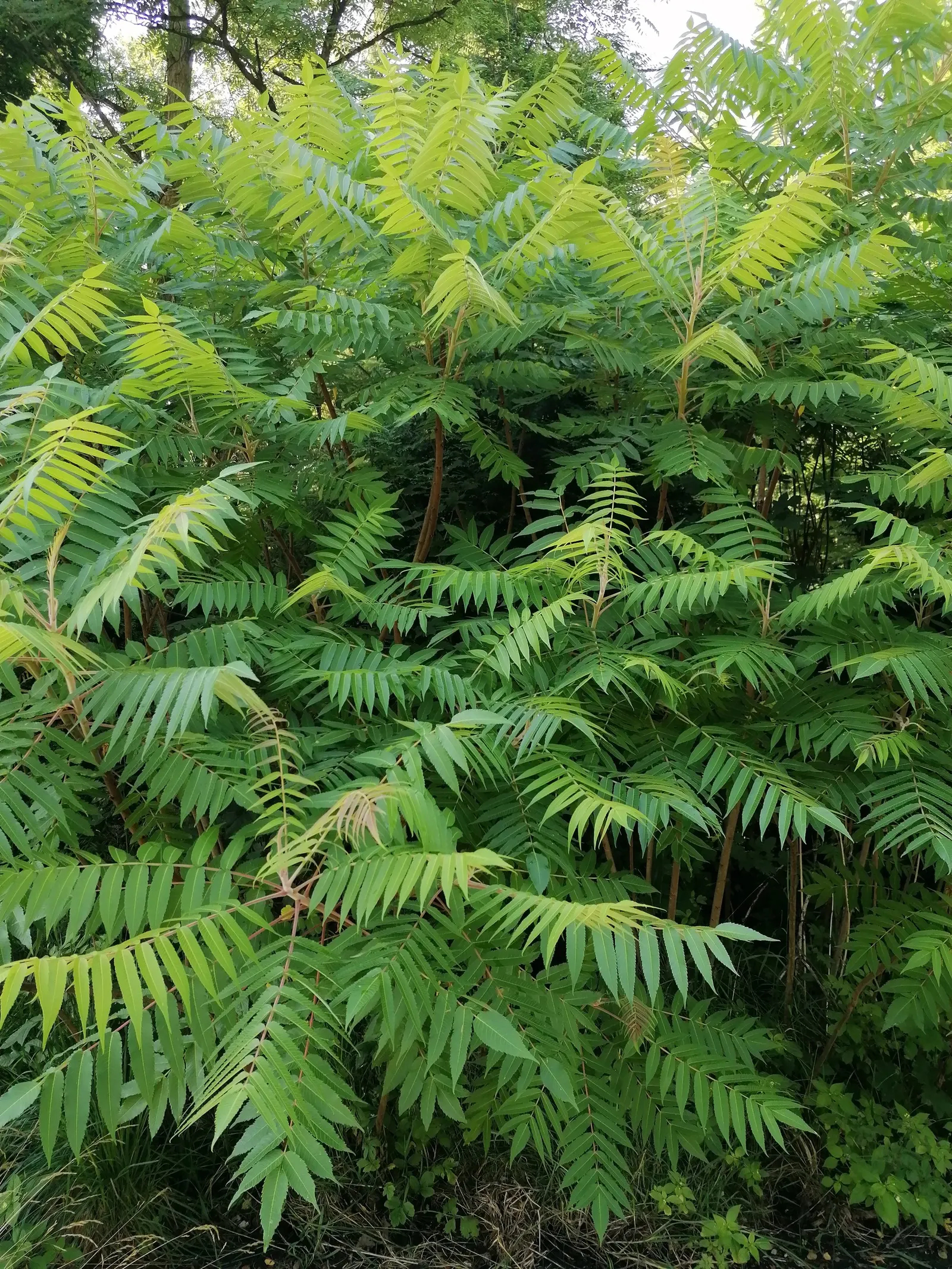Staghorn Sumac (Rhus Typhina) — which can grow up to 2 feet in length; with its engaging aesthetics and low-maintenance nature, image 118