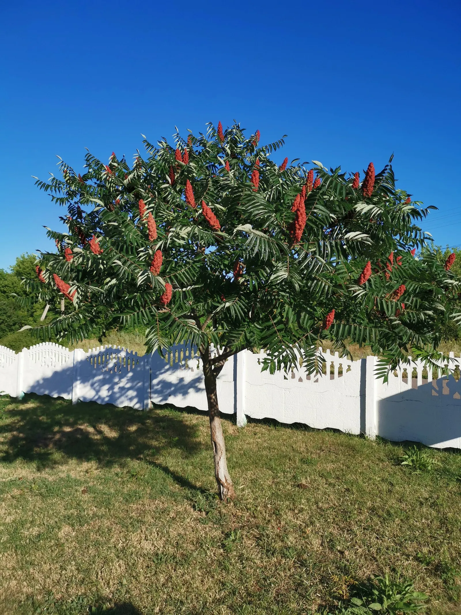 Staghorn Sumac (Rhus Typhina) — These berries are a valuable food source for wildlife