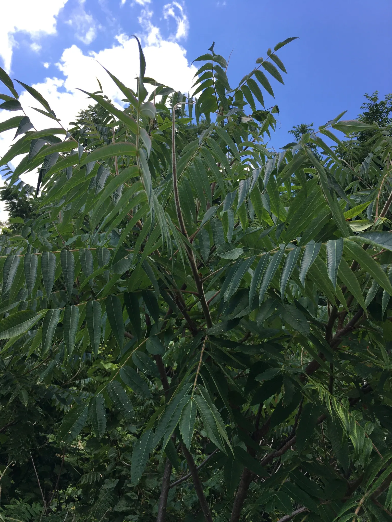 Staghorn Sumac (Rhus Typhina) — Staghorn Sumac (Rhus typhina); antler-like branches that resemble a male deer's antlers in velvet