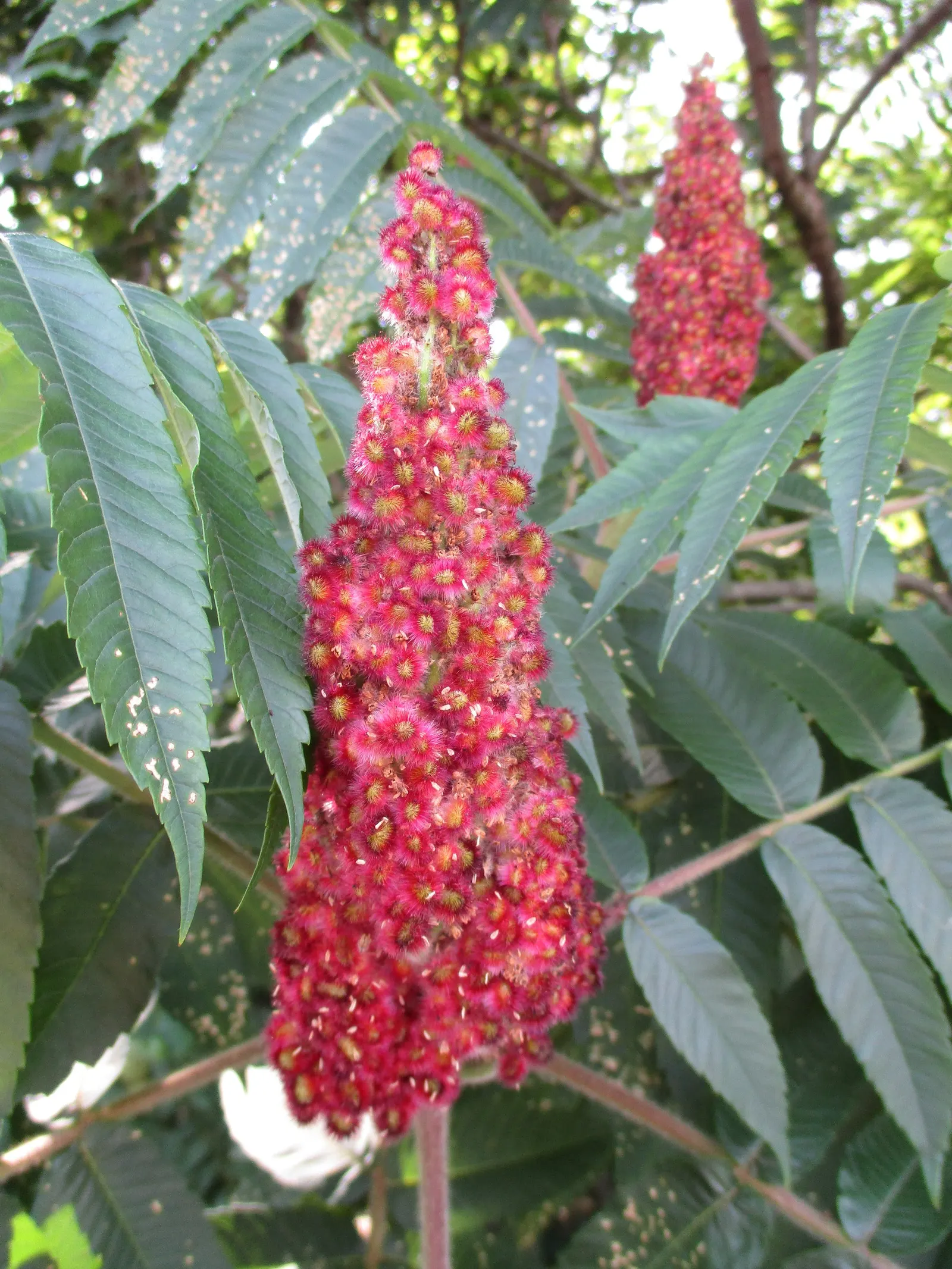 Staghorn Sumac (Rhus Typhina) — The plant prefers well-draining soil but tolerates a variety of conditions