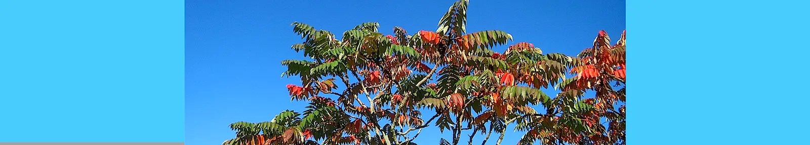 Staghorn Sumac (Rhus Typhina) — red berries that linger into winter; staghorn Sumac (Rhus typhina)