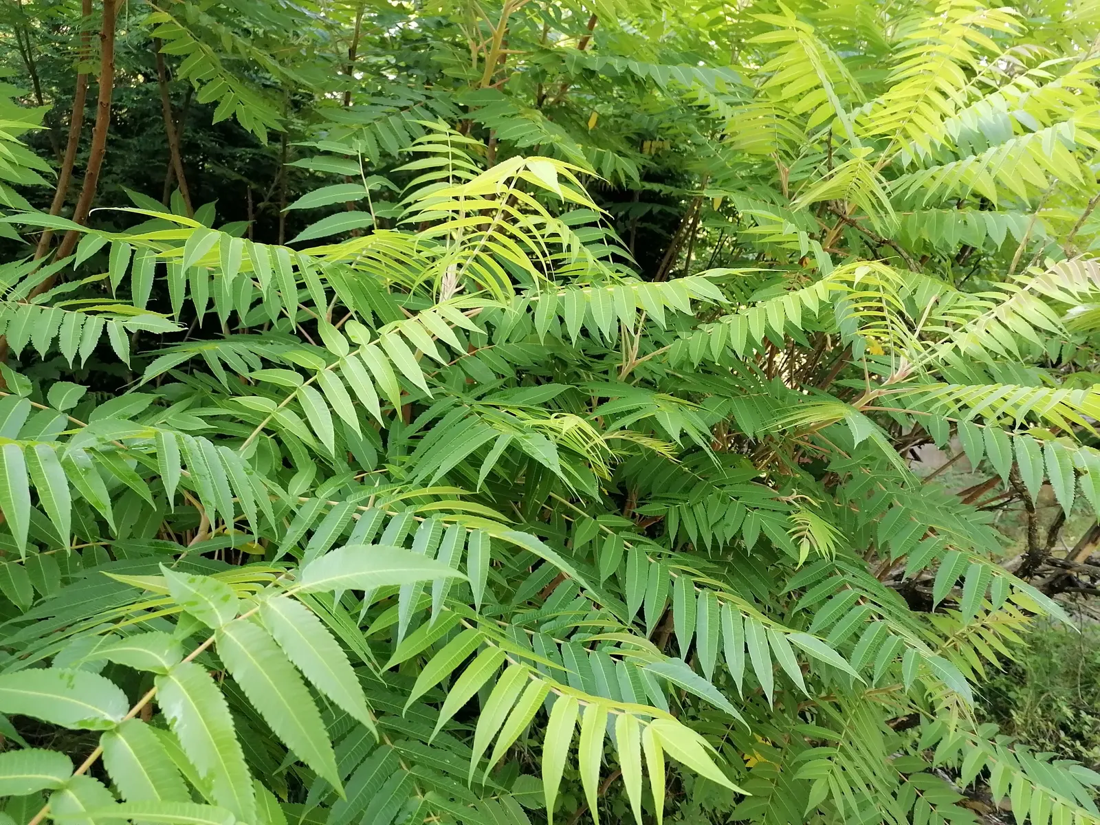 Staghorn Sumac (Rhus Typhina) — These berries are a valuable food source for wildlife; the foliage transforms into spectacular shades of yellow, image 126
