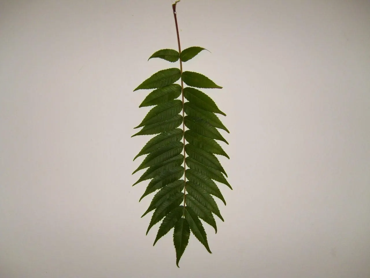 Staghorn Sumac (Rhus Typhina) — shrub / tree for full or half or shade