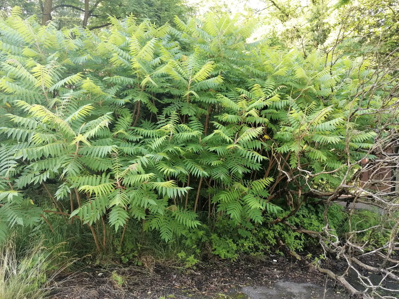 Staghorn Sumac (Rhus Typhina) — is celebrated for its ornamental features and adaptability; these berries are a valuable food source for wildlife, image 75