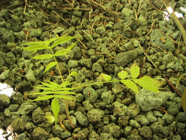 Staghorn Sumac (Rhus Typhina) — It typically stands 15 to 25 feet in height with an equal spread, though it can sometimes reach up to 35 feet