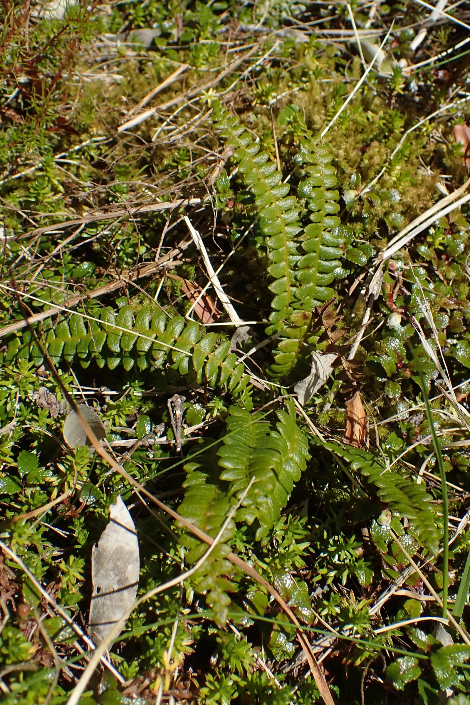 Alpine Water Fern (Blechnum Penna-Marina) — is an evergreen ground cover fern reaching up to 6 inches in height and spreading up to 12 inches