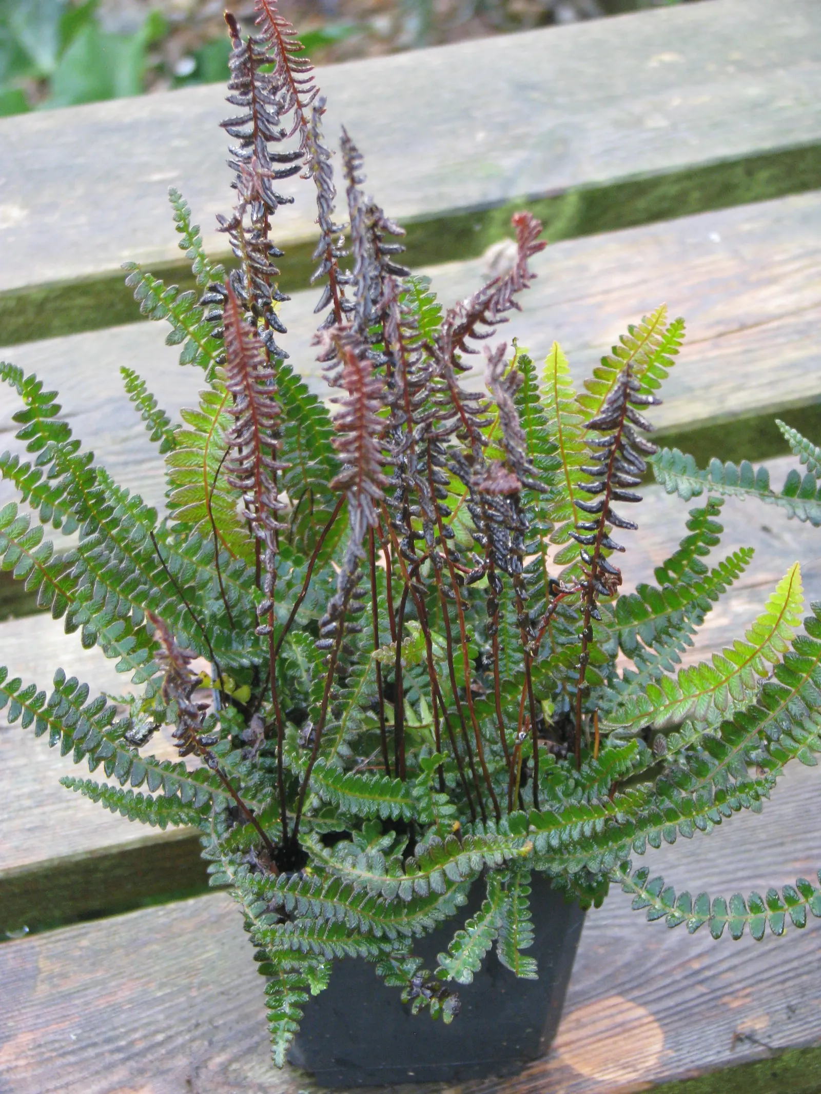 Alpine Water Fern (Blechnum Penna-Marina) — making it an excellent ground cover choice for shaded areas or woodland gardens