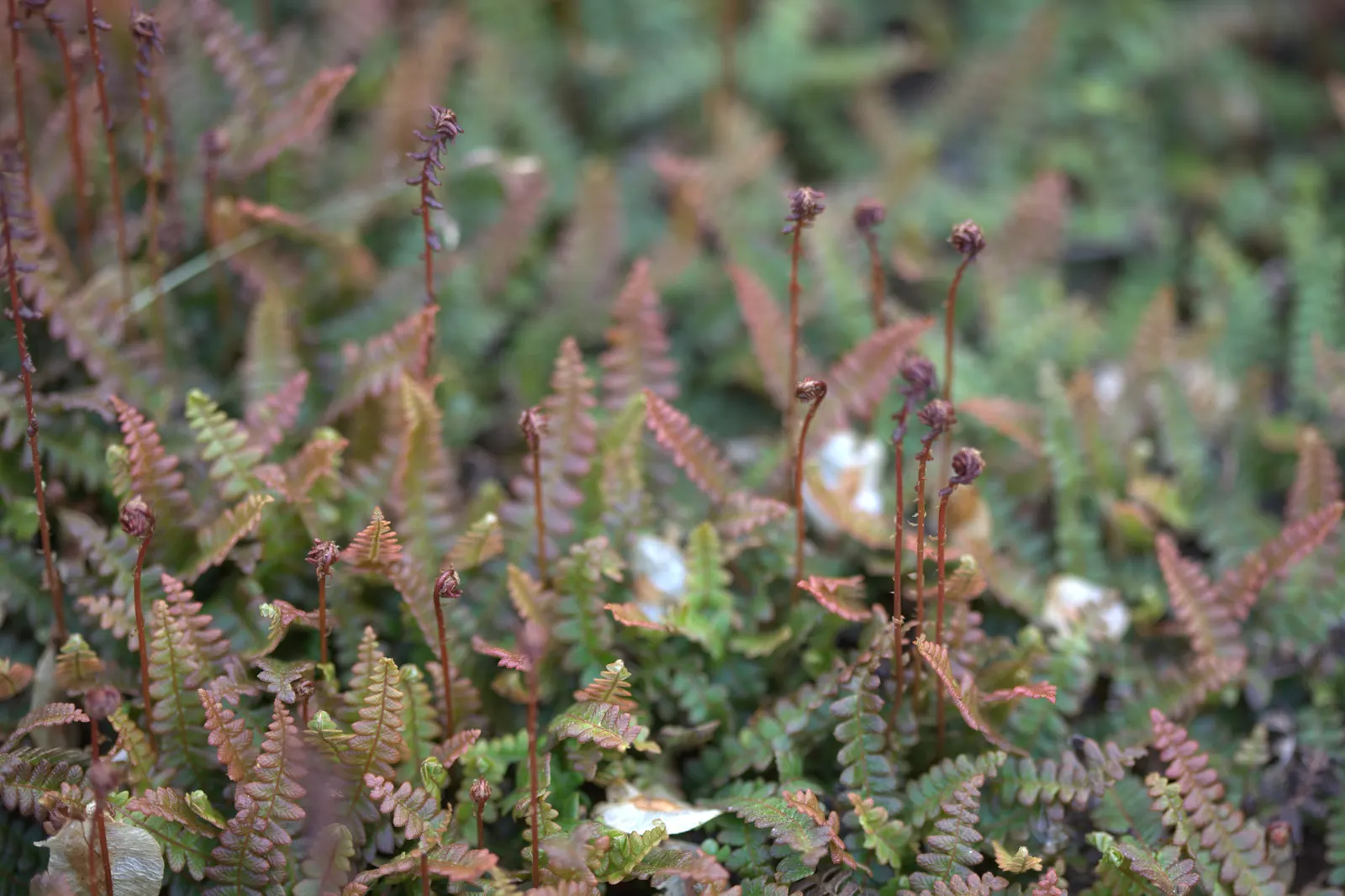 Alpine Water Fern (Blechnum Penna-Marina) — It is generally pest and disease-resistant; the Alpine Water Fern forms neat, image 45