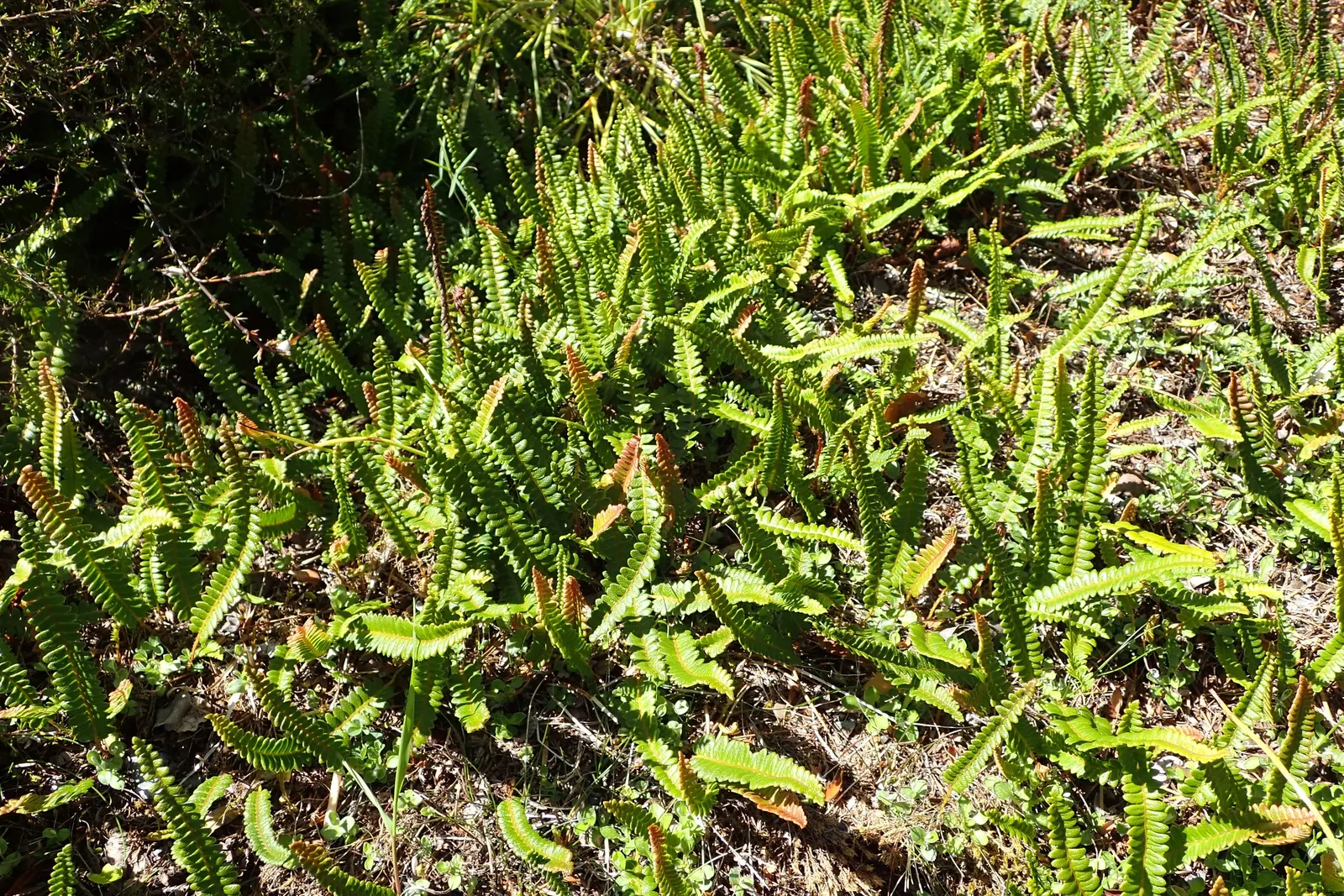 Alpine Water Fern (Blechnum Penna-Marina) — making it an excellent ground cover choice for shaded areas or woodland gardens; while it prefers, image 57