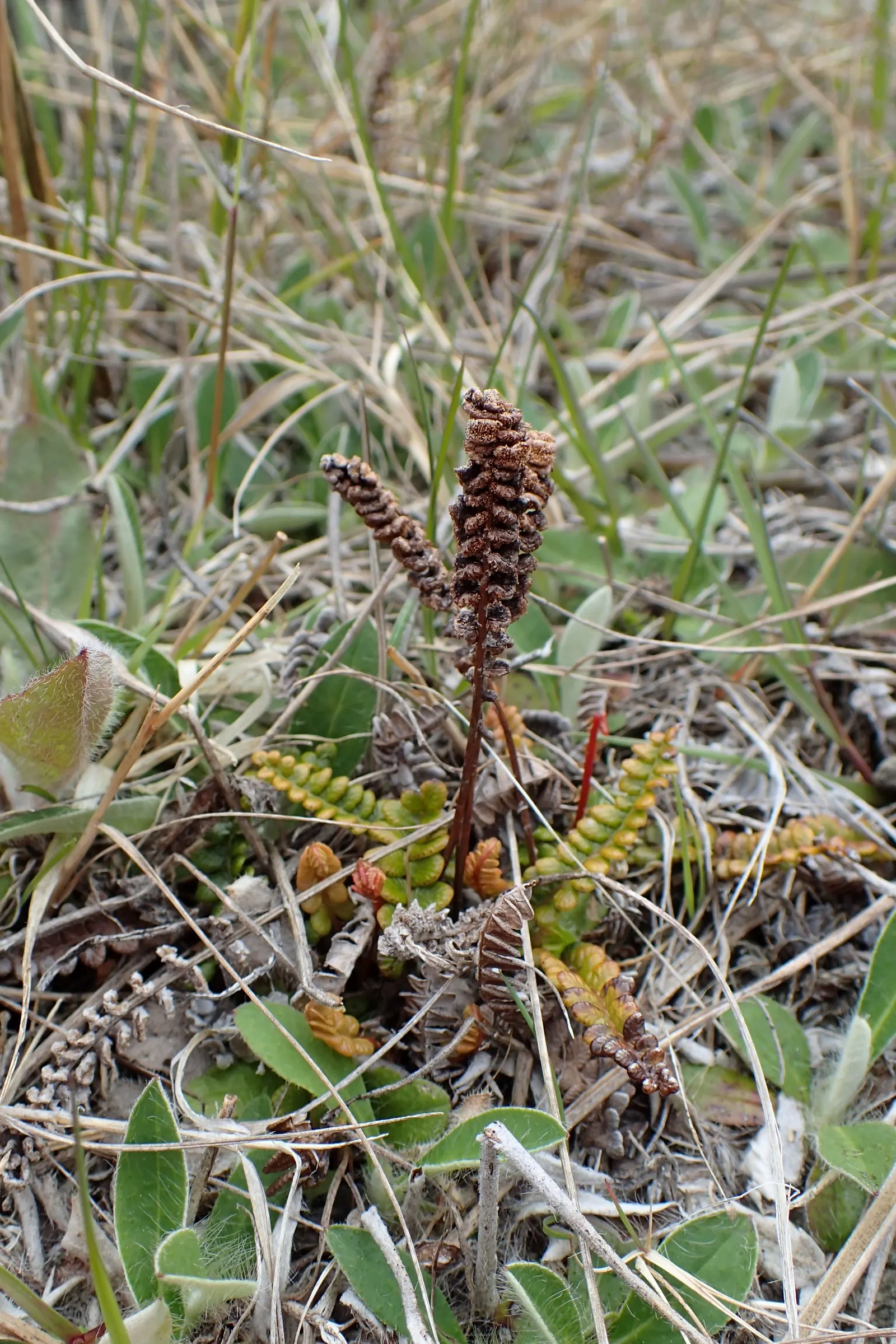 Alpine Water Fern (Blechnum Penna-Marina) — well-draining soil and a cool position away from strong winds; it is essential to provide it with moist