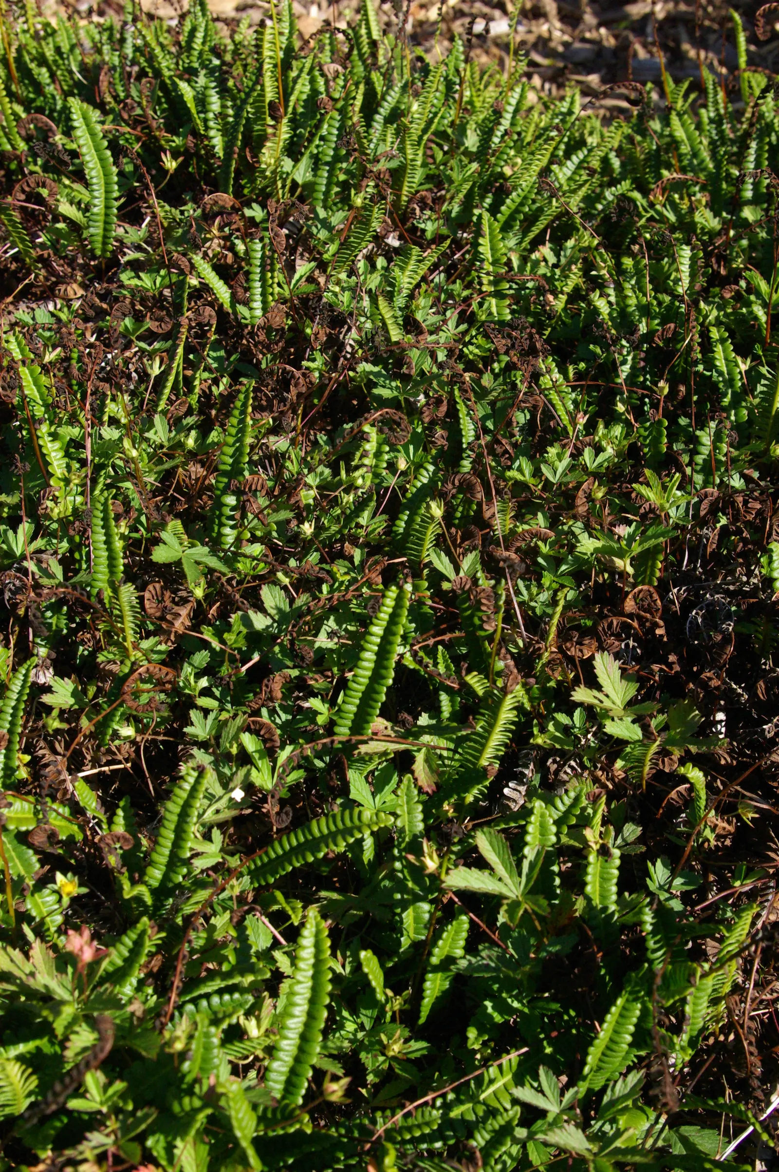 Alpine Water Fern (Blechnum Penna-Marina) — scientifically named Blechnum penna-marina; fern / ground cover for deep shade or half or shade, image 53