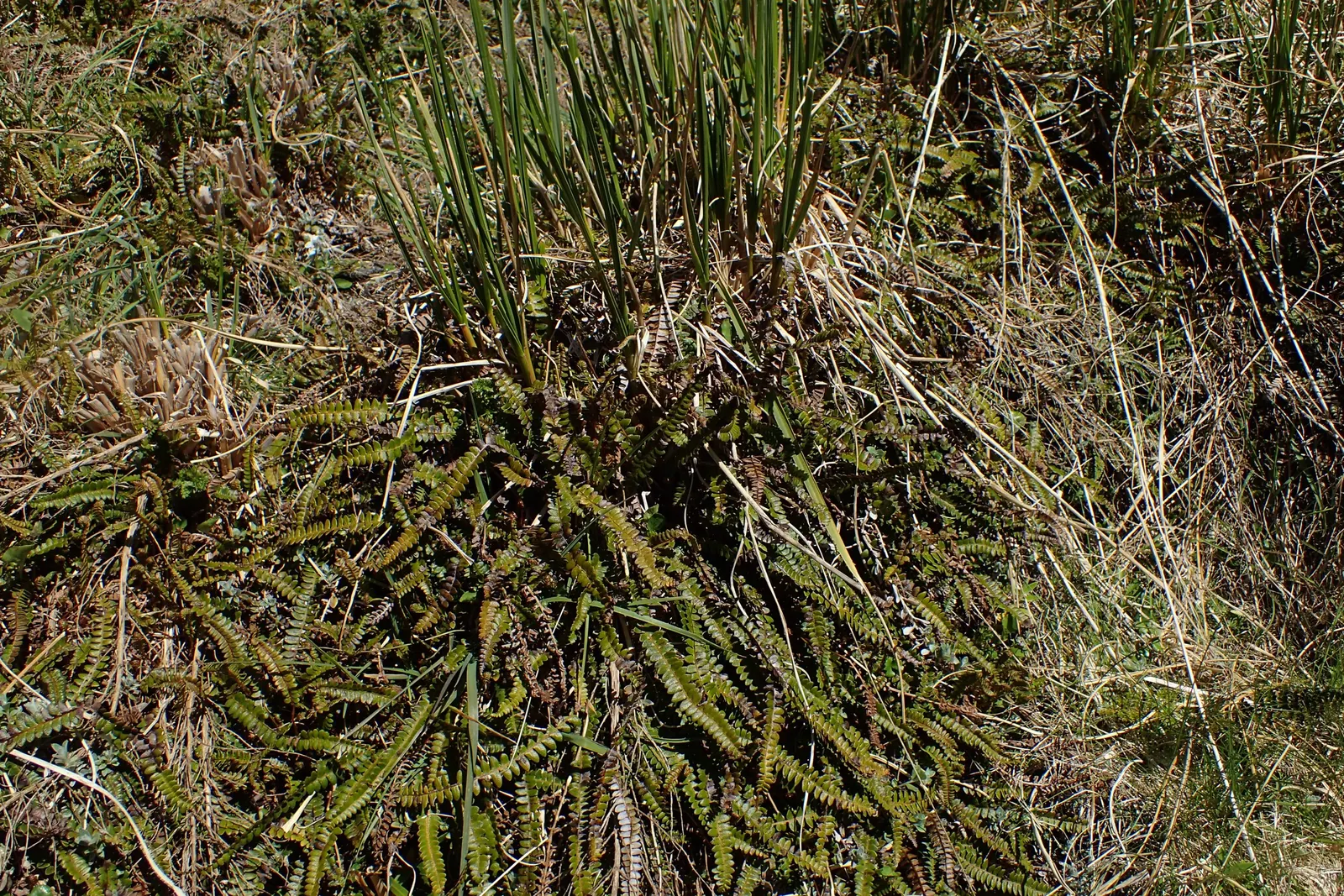 Alpine Water Fern (Blechnum Penna-Marina) — it is essential to provide it with moist; its leathery, dark green fronds create a lush carpet, image 42