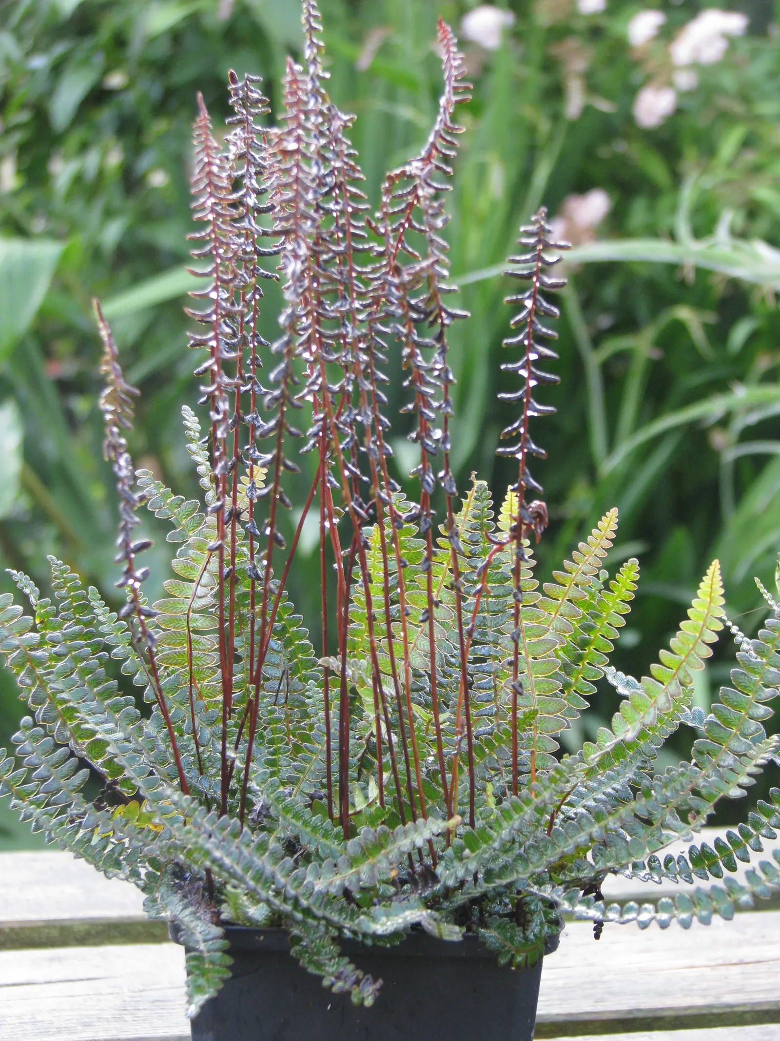 Alpine Water Fern (Blechnum Penna-Marina) — It is generally pest and disease-resistant