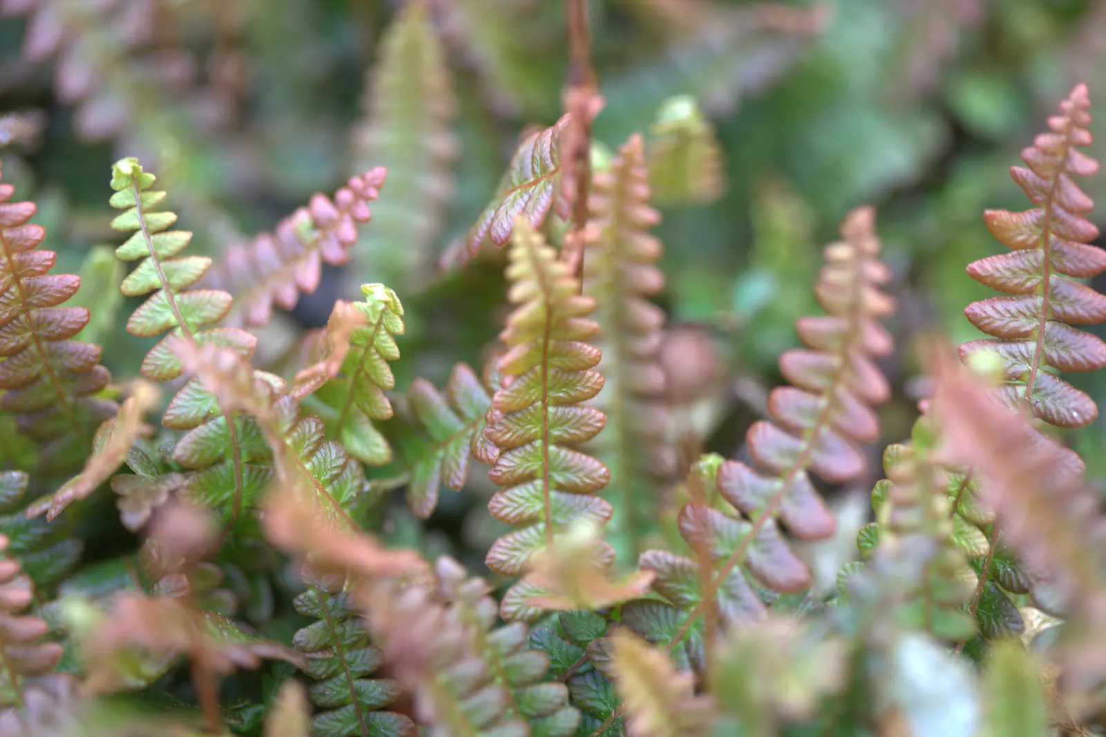 Alpine Water Fern (Blechnum Penna-Marina) — well-draining soil and a cool position away from strong winds; it is essential to provide it with moist, image 43