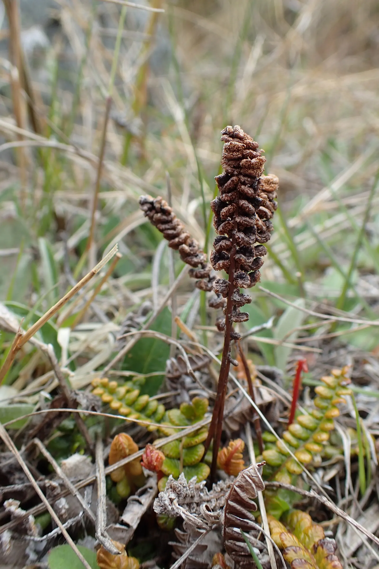 Alpine Water Fern (Blechnum Penna-Marina) — Its leathery, dark green fronds create a lush carpet, excellent for underplanting in woodland settings, image 35