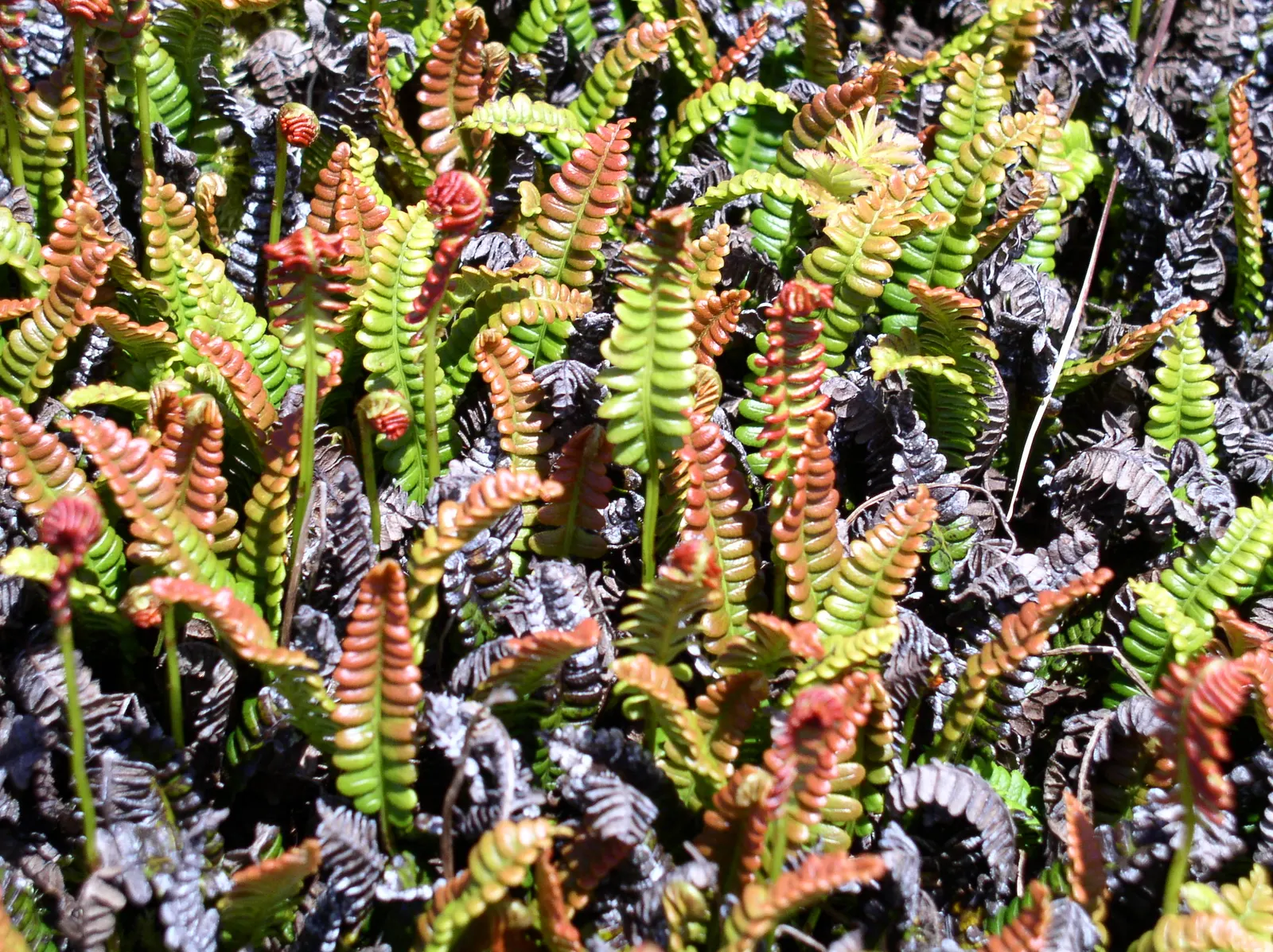 Alpine Water Fern (Blechnum Penna-Marina) — fern / ground cover for deep shade or half or shade; it is generally pest and disease-resistant
