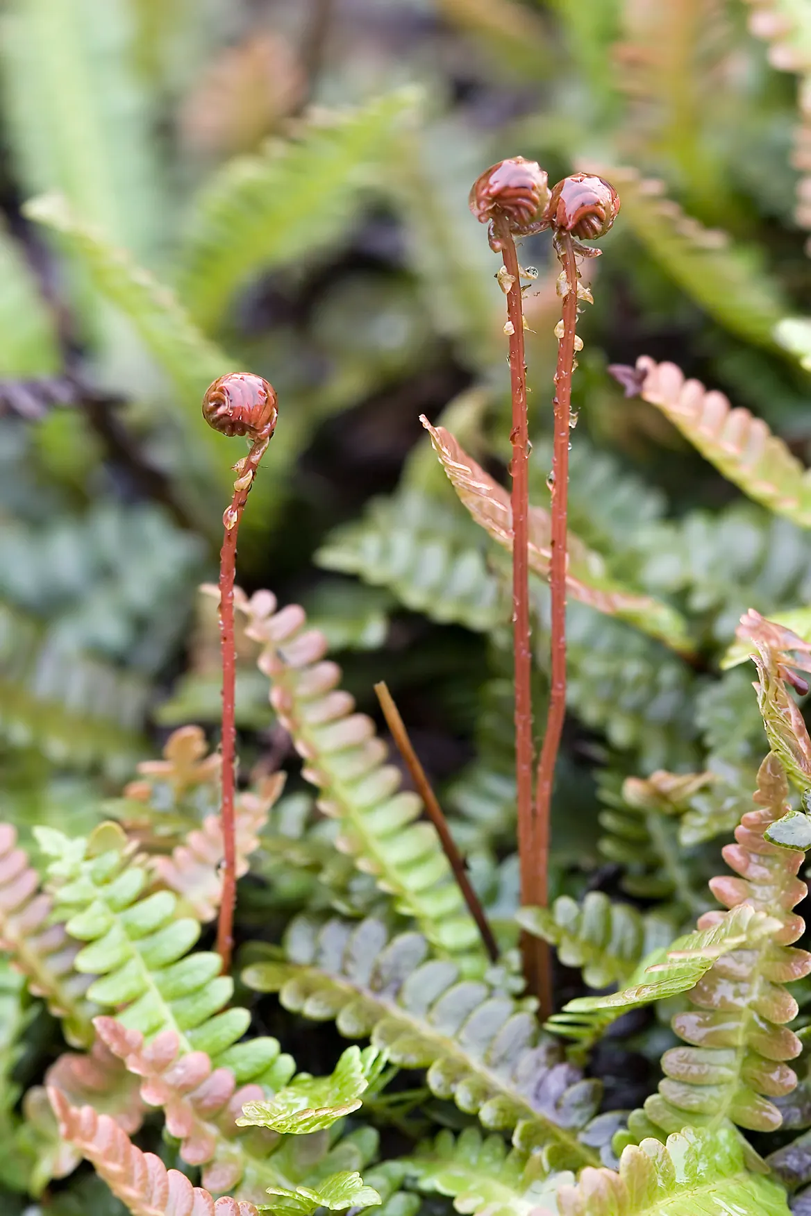 Alpine Water Fern (Blechnum Penna-Marina) — is an evergreen ground cover fern reaching up to 6 inches in height and spreading up to 12 inches; hardy and
