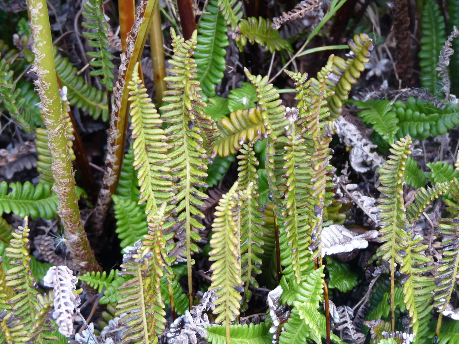 Alpine Water Fern (Blechnum Penna-Marina) — the Alpine Water Fern forms neat