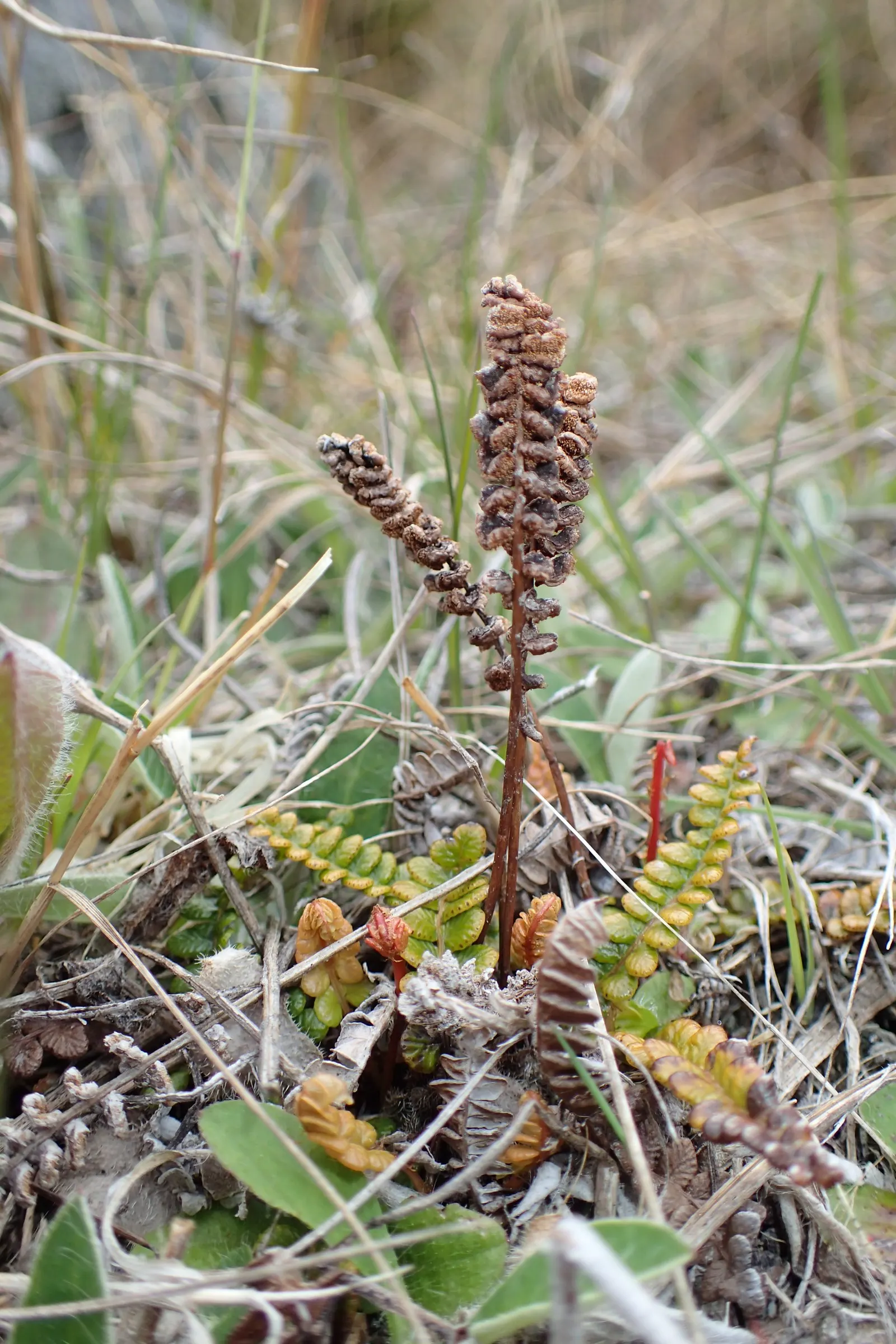 Alpine Water Fern (Blechnum Penna-Marina) — fern / ground cover for deep shade or half or shade
