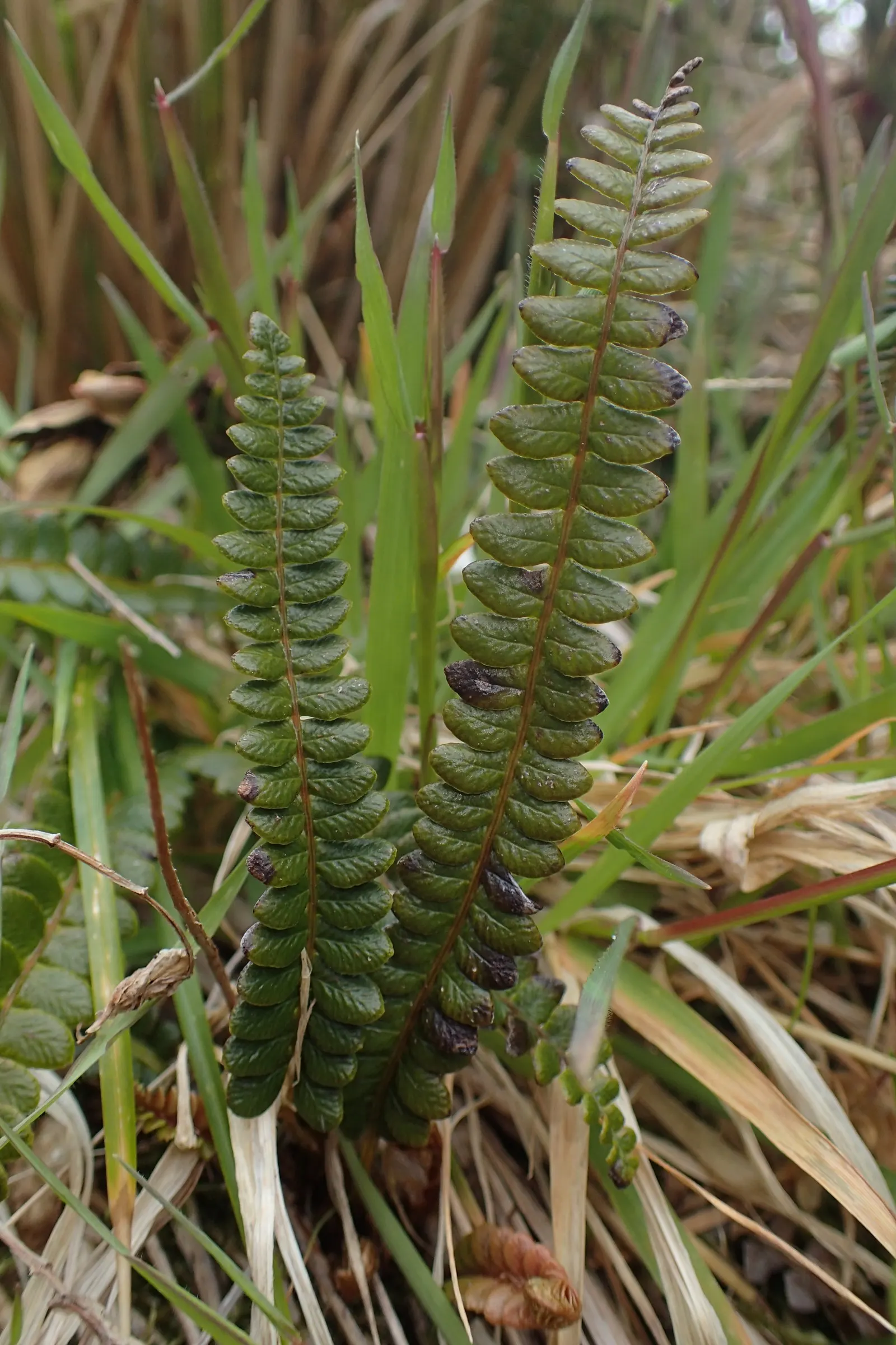 Alpine Water Fern (Blechnum Penna-Marina) — It is generally pest and disease-resistant; the Alpine Water Fern forms neat