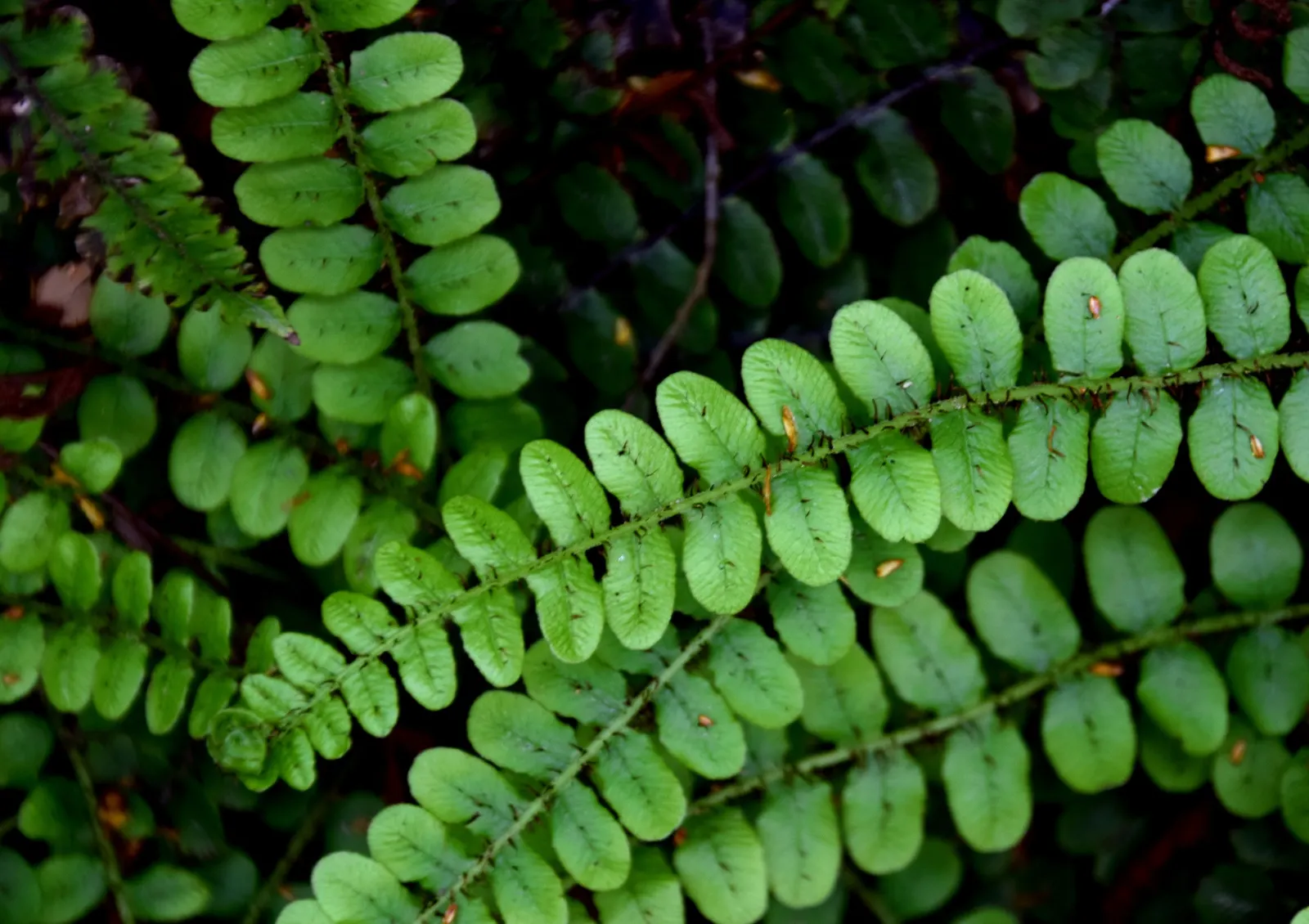 Alpine Water Fern (Blechnum Penna-Marina) — making it an excellent ground cover choice for shaded areas or woodland gardens; while it prefers, image 41