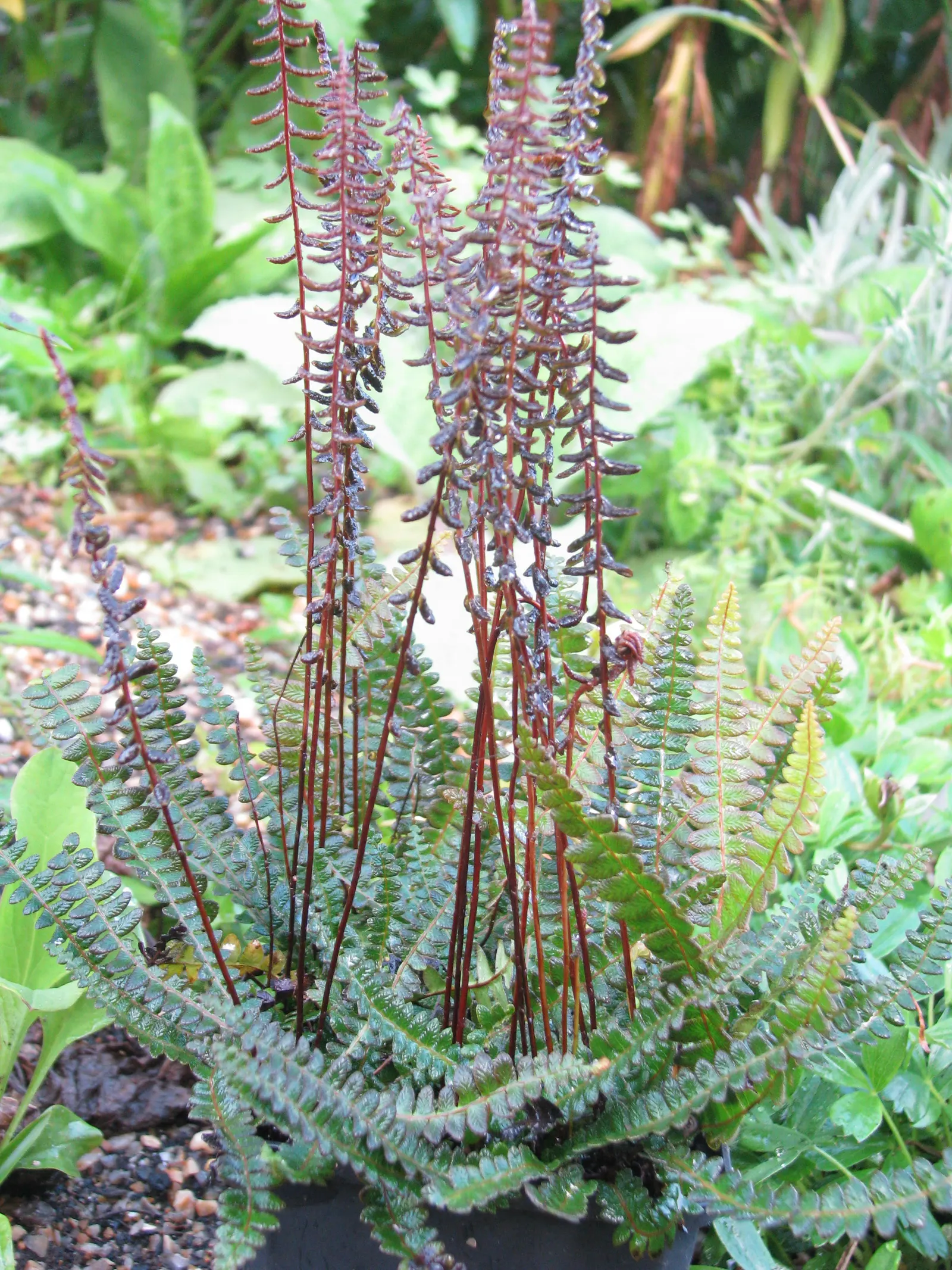 Alpine Water Fern (Blechnum Penna-Marina) — Its leathery, dark green fronds create a lush carpet, excellent for underplanting in woodland settings; ideal for