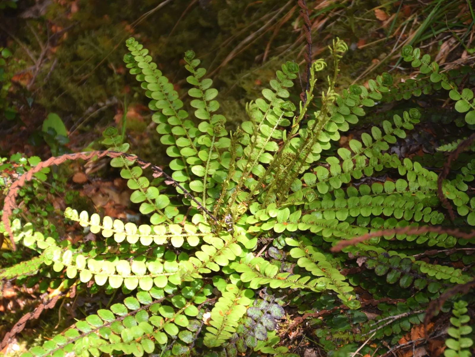 Alpine Water Fern (Blechnum Penna-Marina) — Ideal for zone 7-9, it thrives in partial to full shade with moist, well-drained soil; well-draining, image 34