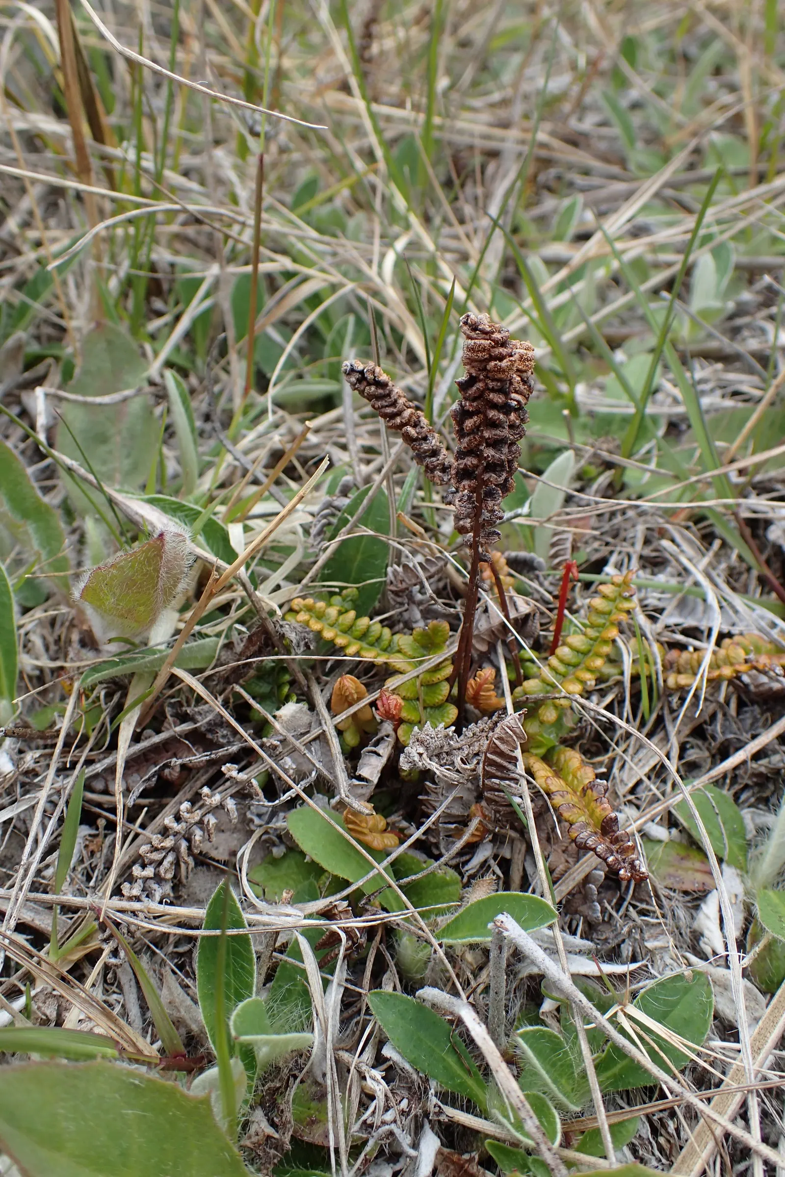 Alpine Water Fern (Blechnum Penna-Marina) — Hardy and low-maintenance, offering year-round visual interest; making it an excellent ground cover choice for