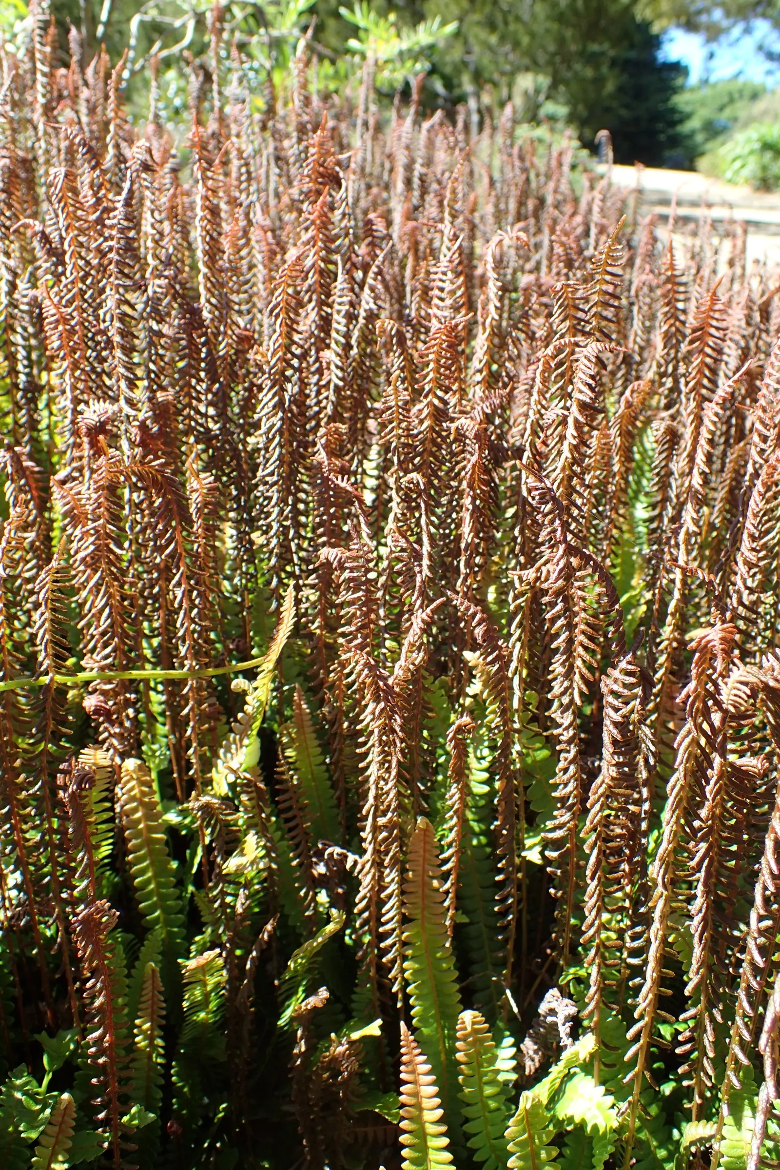 Alpine Water Fern (Blechnum Penna-Marina) — it is essential to provide it with moist