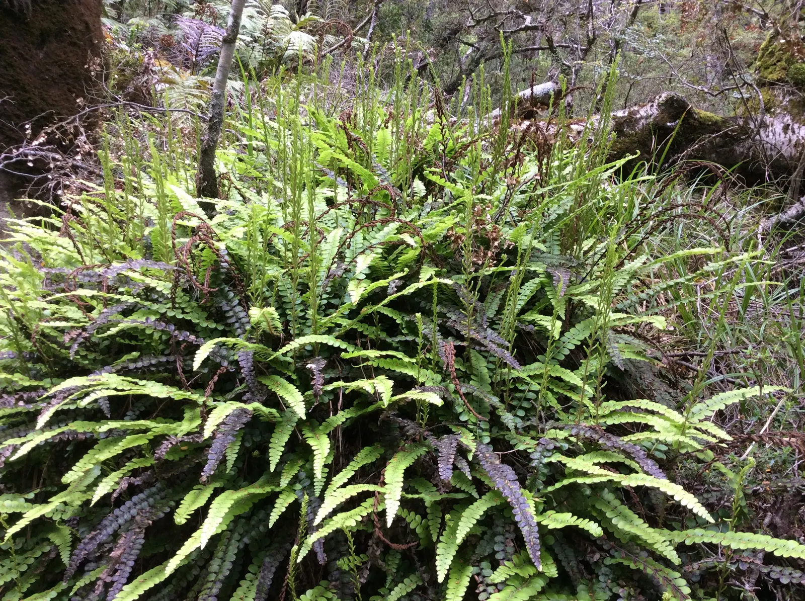 Alpine Water Fern (Blechnum Penna-Marina) — Hardy and low-maintenance, offering year-round visual interest; making it an excellent ground cover, image 52