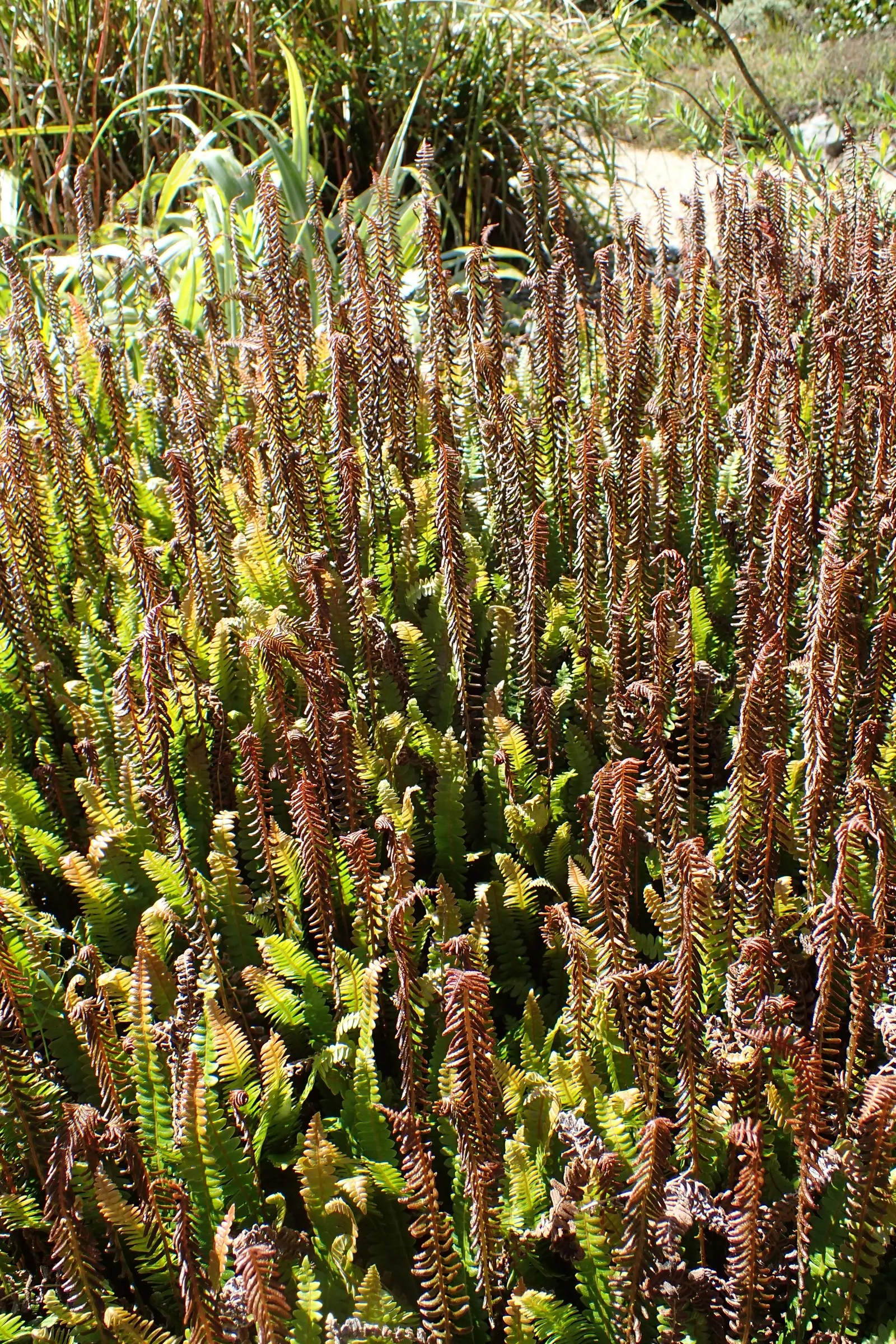 Alpine Water Fern (Blechnum Penna-Marina) — Hardy and low-maintenance, offering year-round visual interest; making it an excellent ground cover, image 36