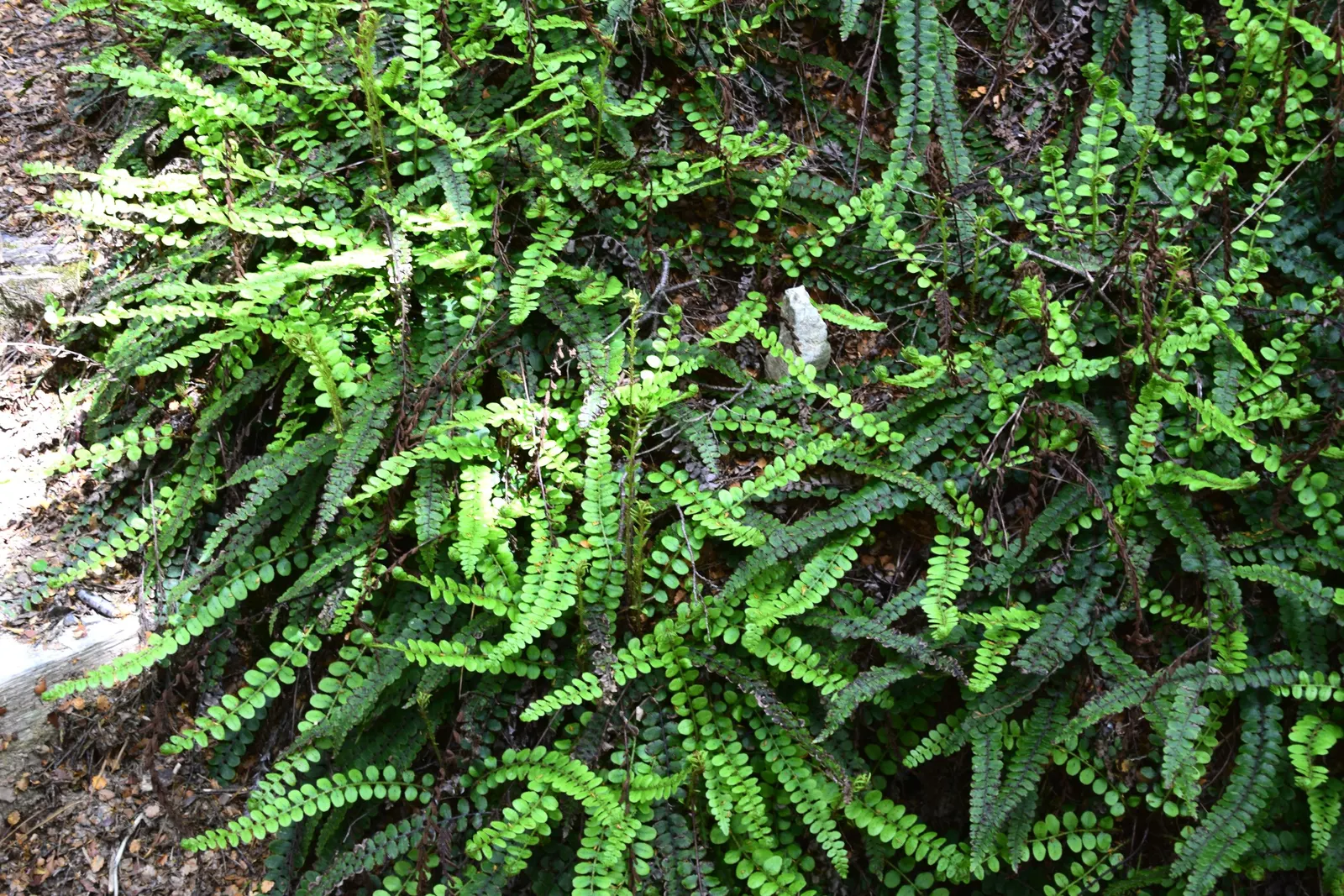 Alpine Water Fern (Blechnum Penna-Marina) — the Alpine Water Fern forms neat; scientifically named Blechnum penna-marina, image 56