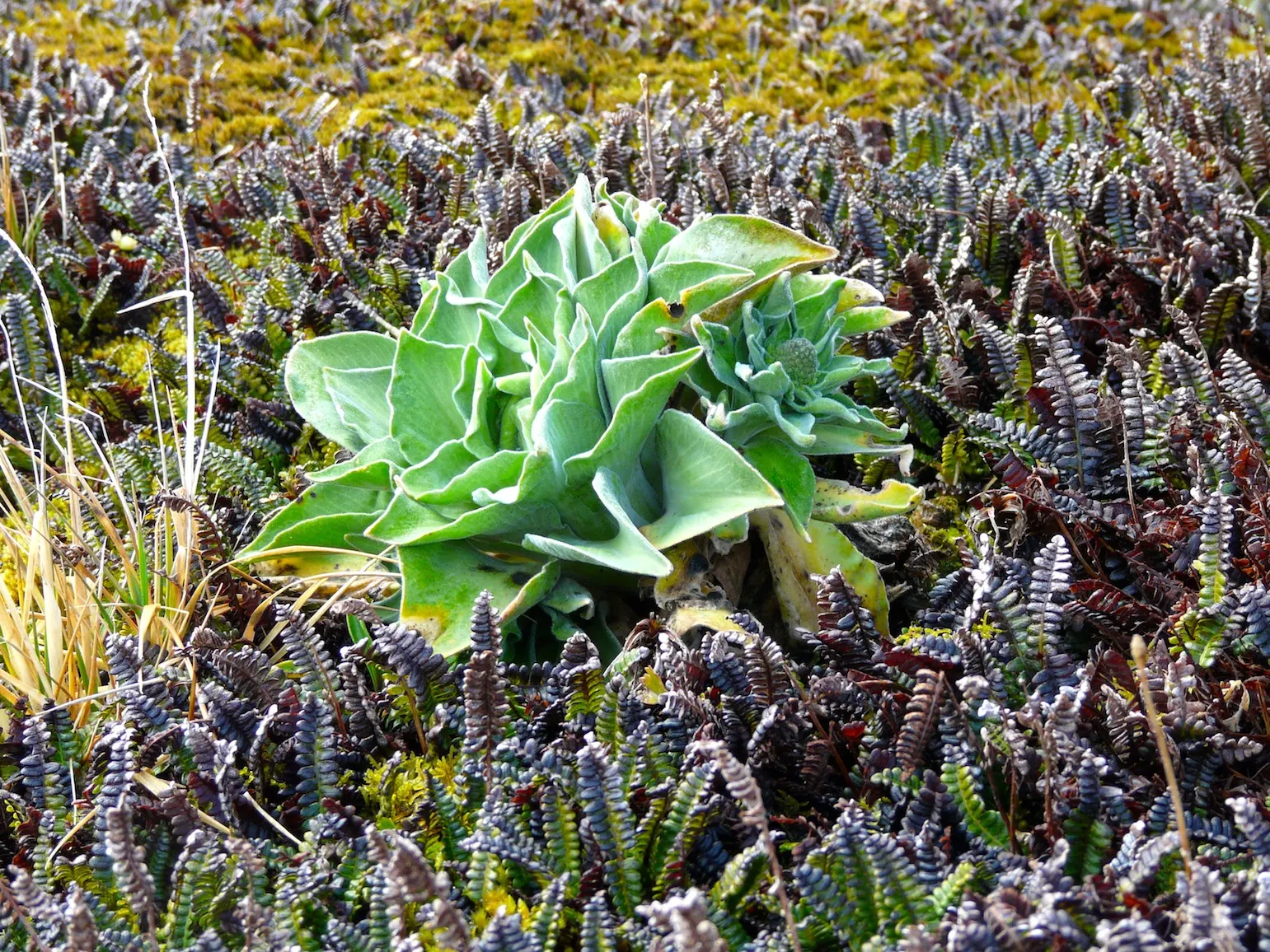 Alpine Water Fern (Blechnum Penna-Marina) — Hardy and low-maintenance, offering year-round visual interest