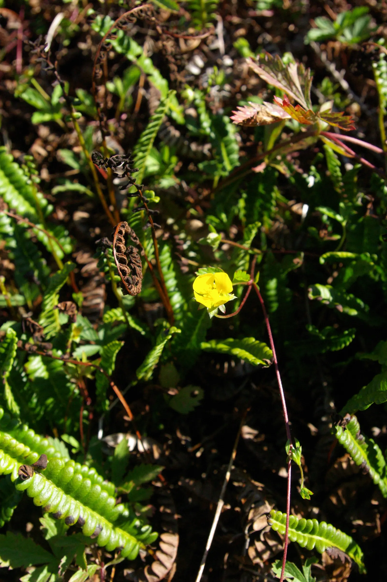 Alpine Water Fern (Blechnum Penna-Marina) — the Alpine Water Fern forms neat; scientifically named Blechnum penna-marina