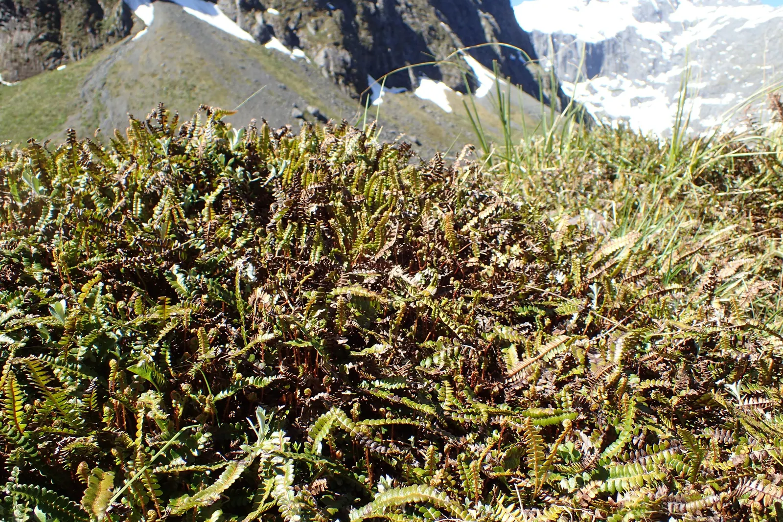 Alpine Water Fern (Blechnum Penna-Marina) — scientifically named Blechnum penna-marina