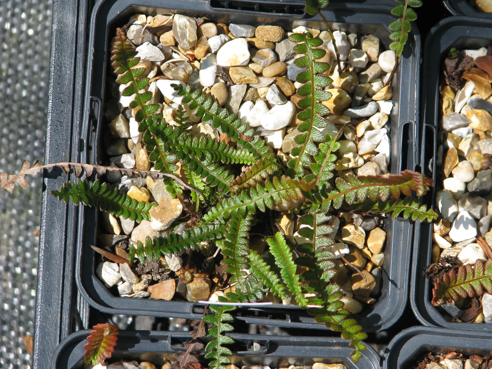 Alpine Water Fern (Blechnum Penna-Marina) — Its leathery, dark green fronds create a lush carpet, excellent for underplanting in woodland settings, image 51