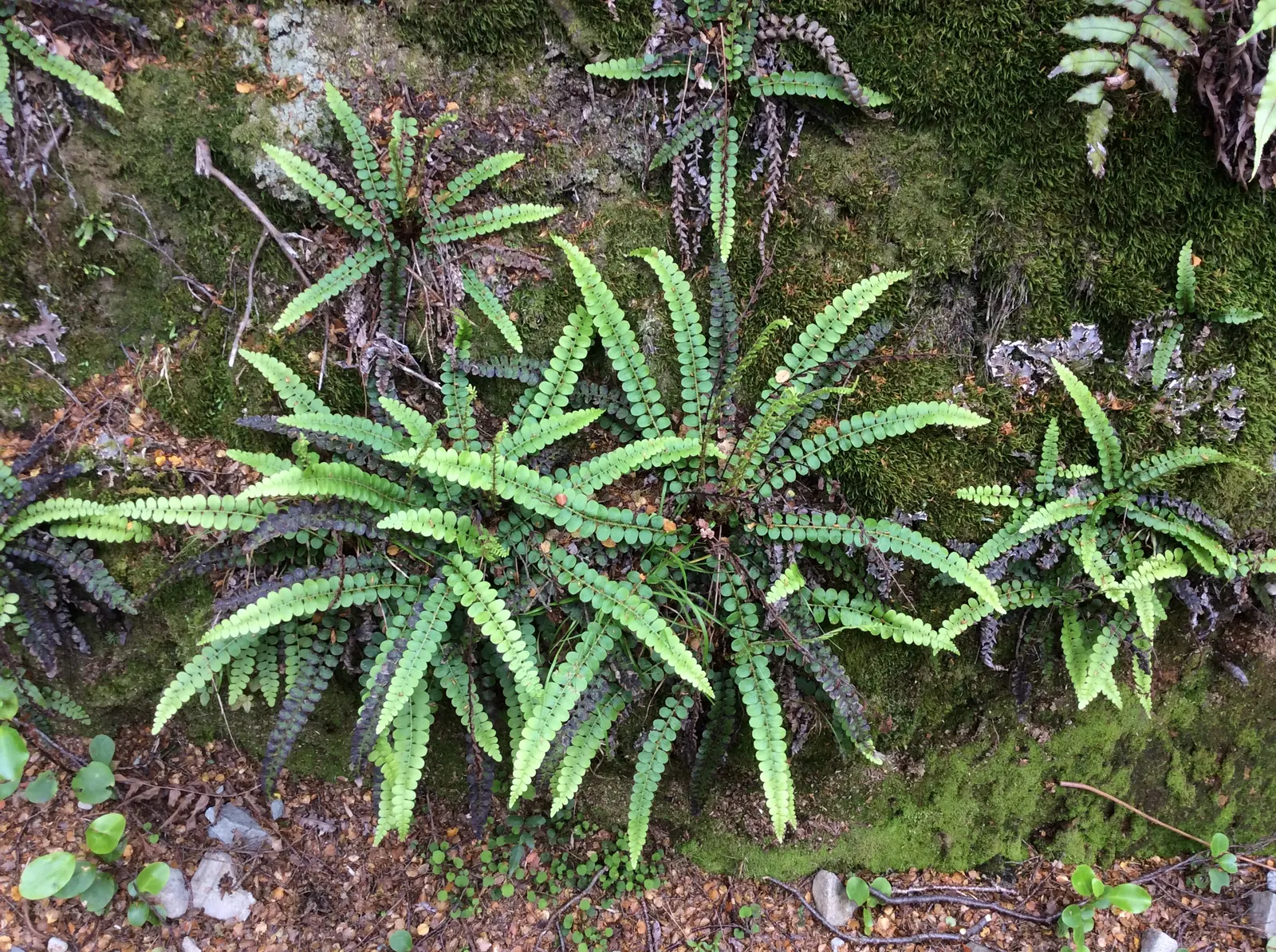 Alpine Water Fern (Blechnum Penna-Marina) — <br><br>Growing to a mature height of approximately 4 to 6 inches with a spread of up to 18 inches