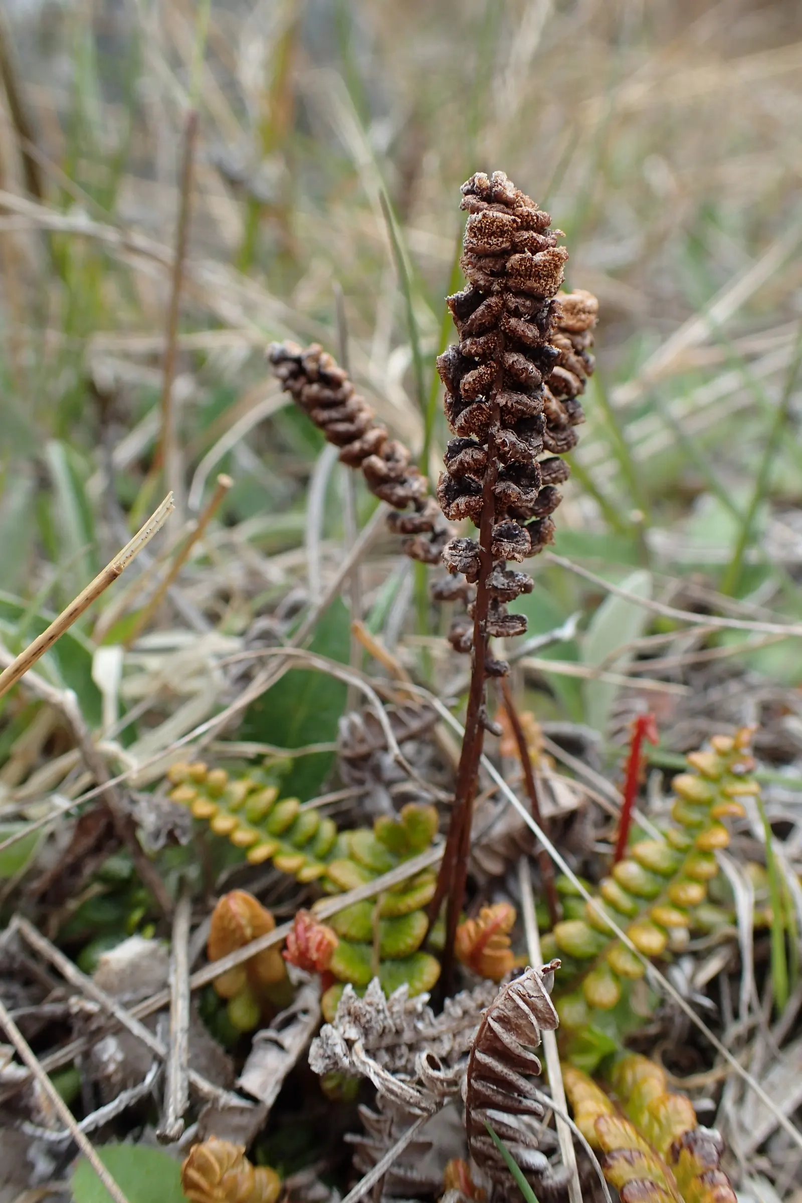 Alpine Water Fern (Blechnum Penna-Marina) — is an evergreen ground cover fern reaching up to 6 inches in height and spreading up to 12 inches, image 49