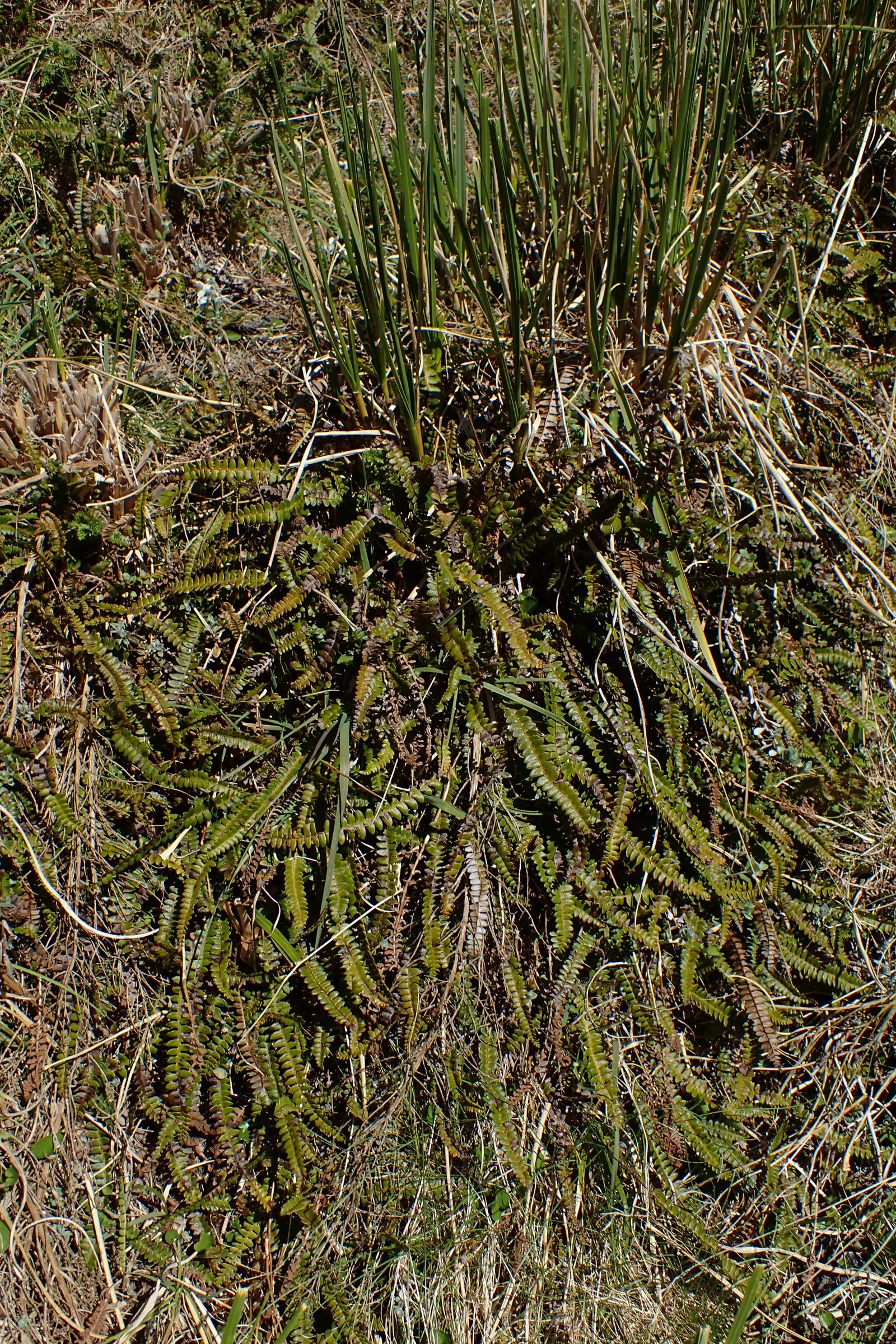 Alpine Water Fern (Blechnum Penna-Marina) — <br><br>Growing to a mature height of approximately 4 to 6 inches with a spread of up to 18 inches, image 55