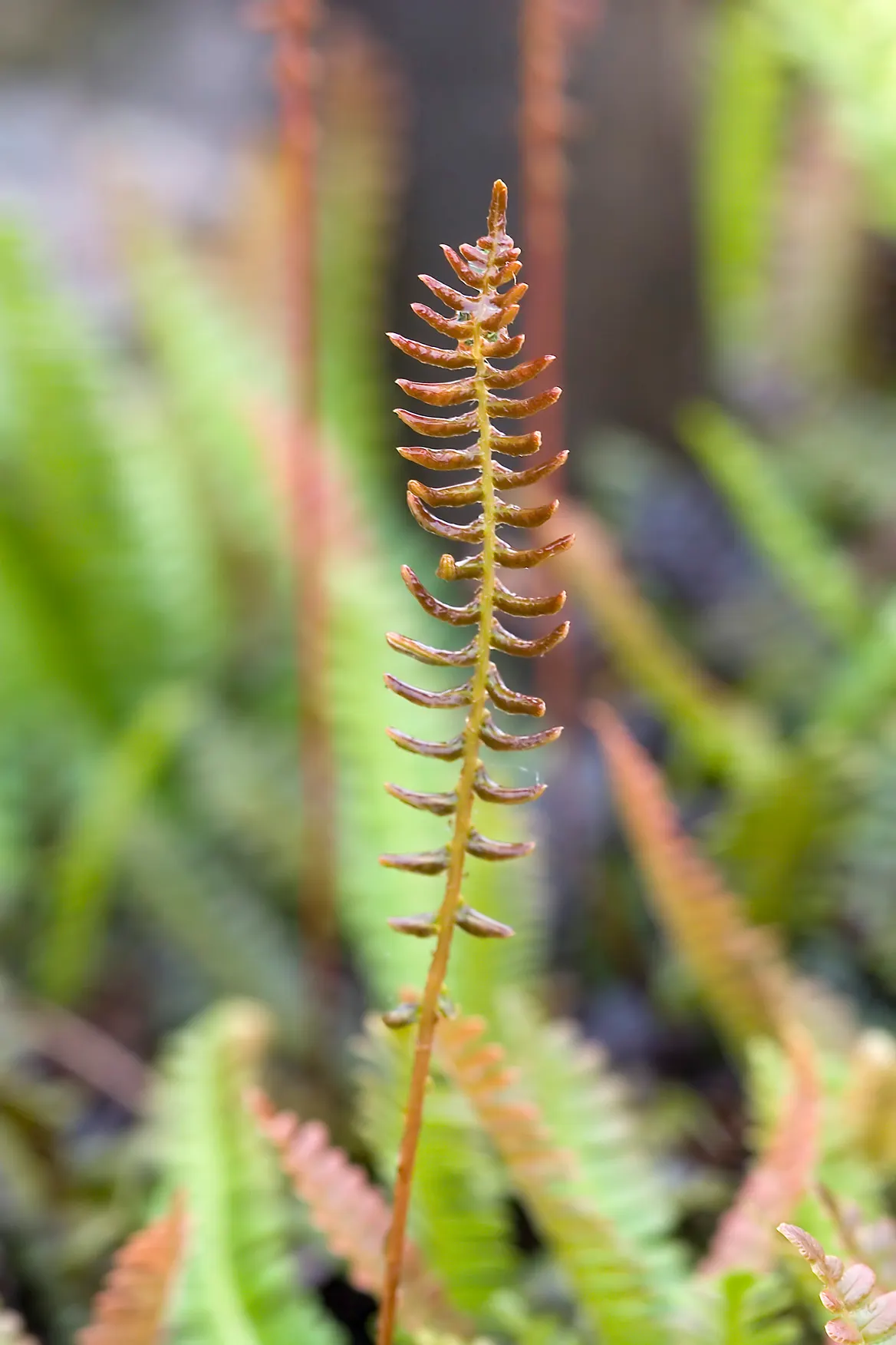 Alpine Water Fern (Blechnum Penna-Marina) — making it a worry-free addition to any tranquil