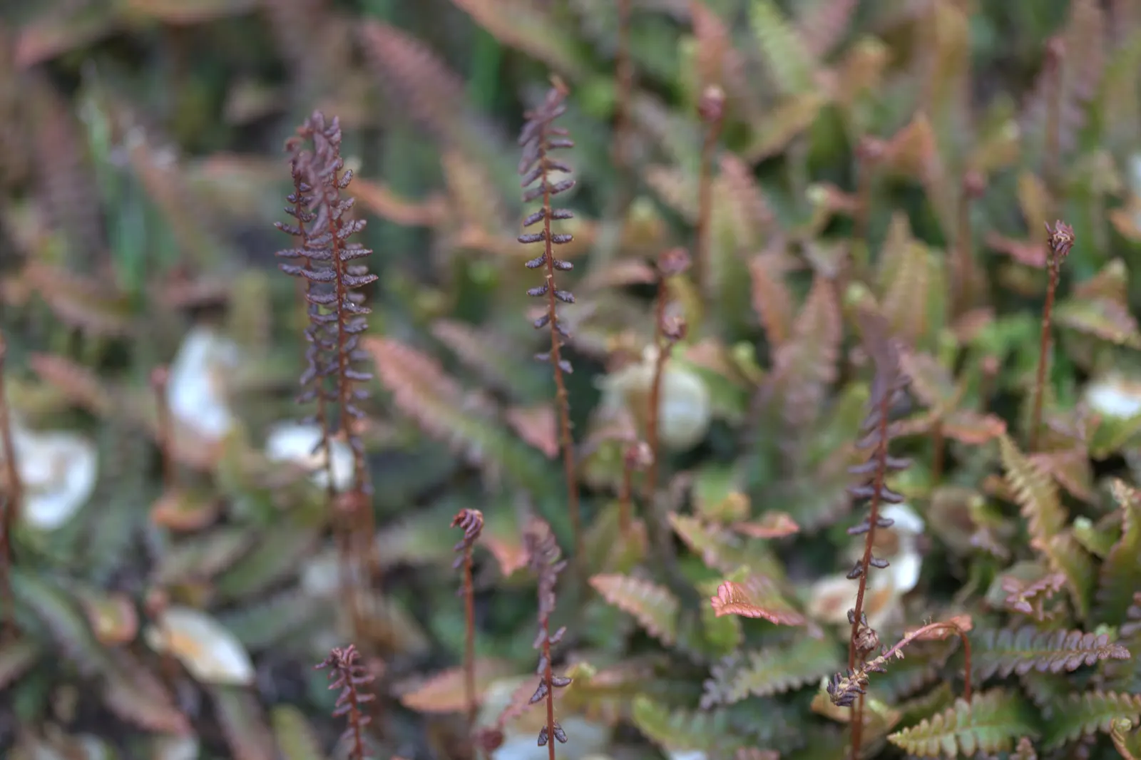 Alpine Water Fern (Blechnum Penna-Marina) — <br><br>Growing to a mature height of approximately 4 to 6 inches with a spread of up to 18 inches, image 39
