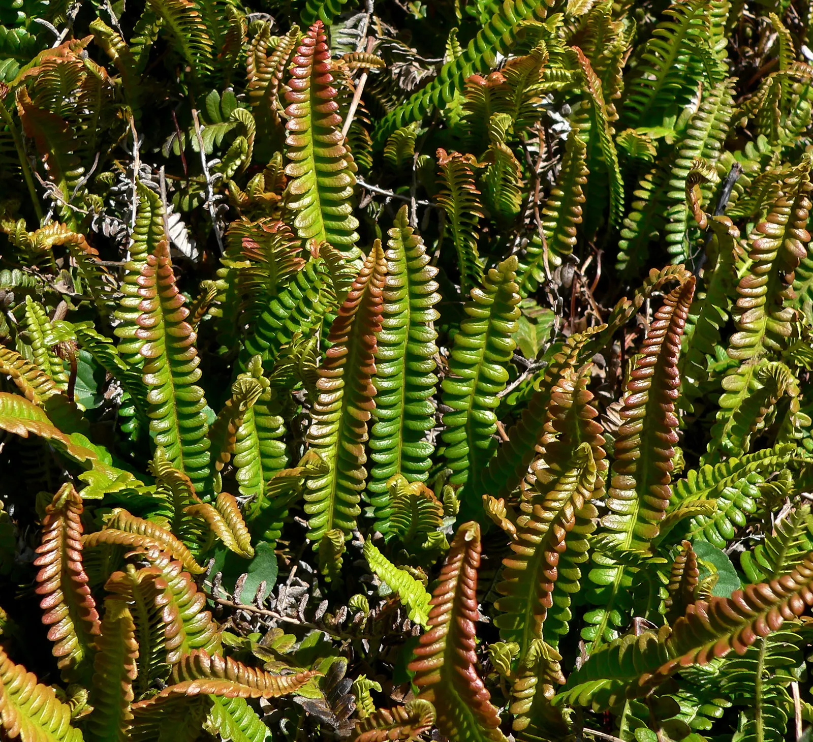 Alpine Water Fern (Blechnum Penna-Marina) — it is essential to provide it with moist; its leathery, dark green fronds create a lush carpet, image 58